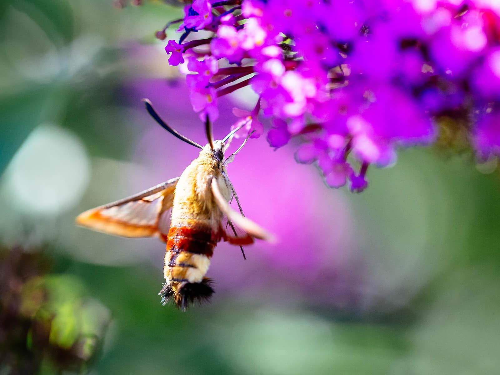 The surprising reasons you actually WANT moths in your garden