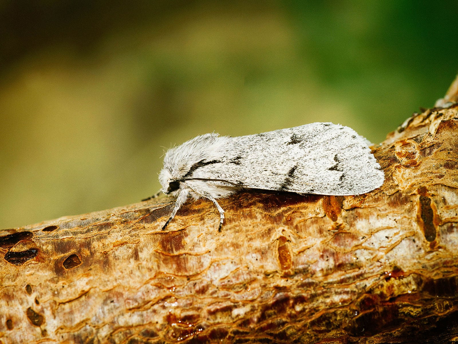 Close-up of a miller moth sitting on a small log