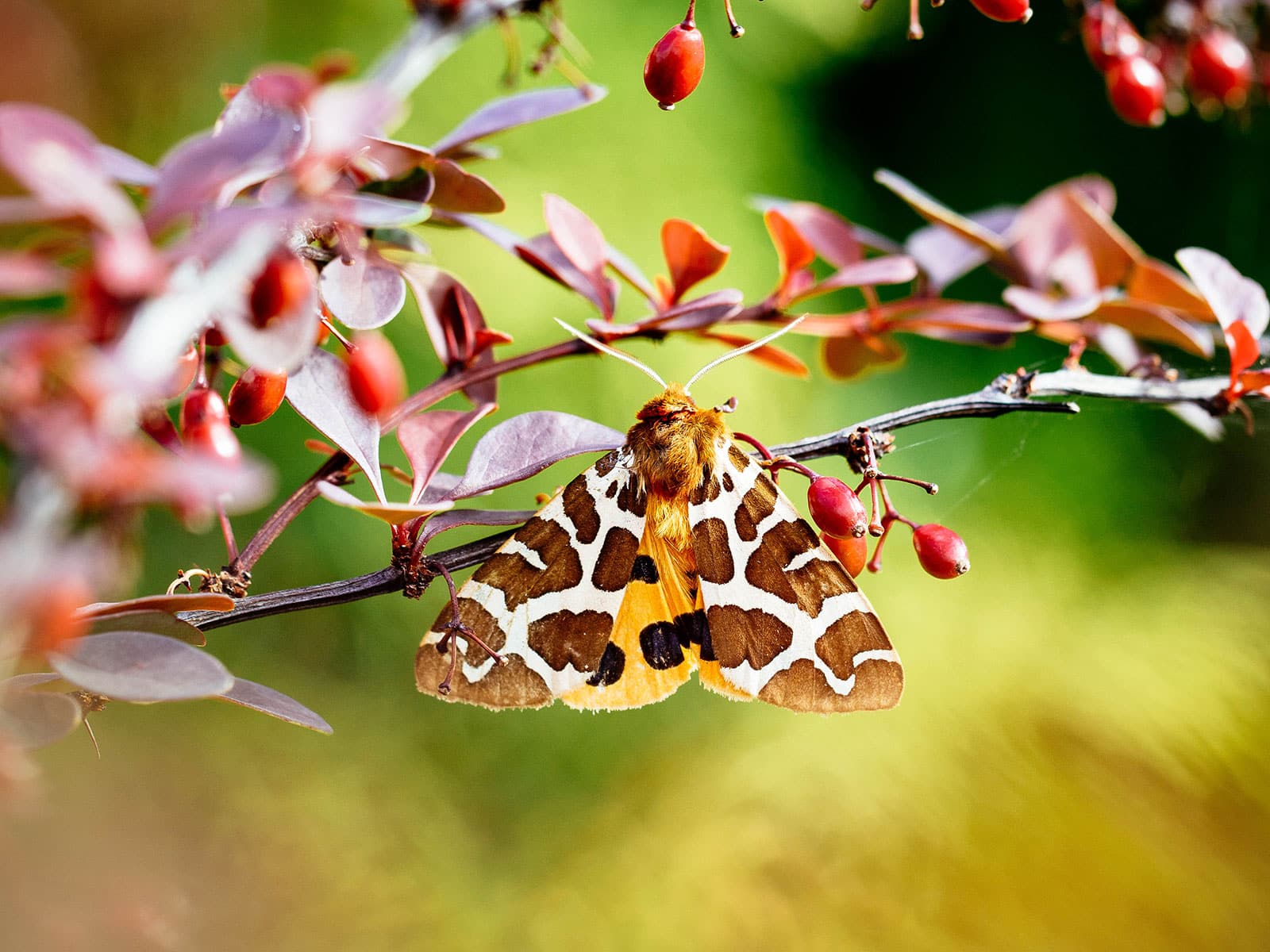 A garden tiger moth sitting on a thin branch with small red leaves and red berries