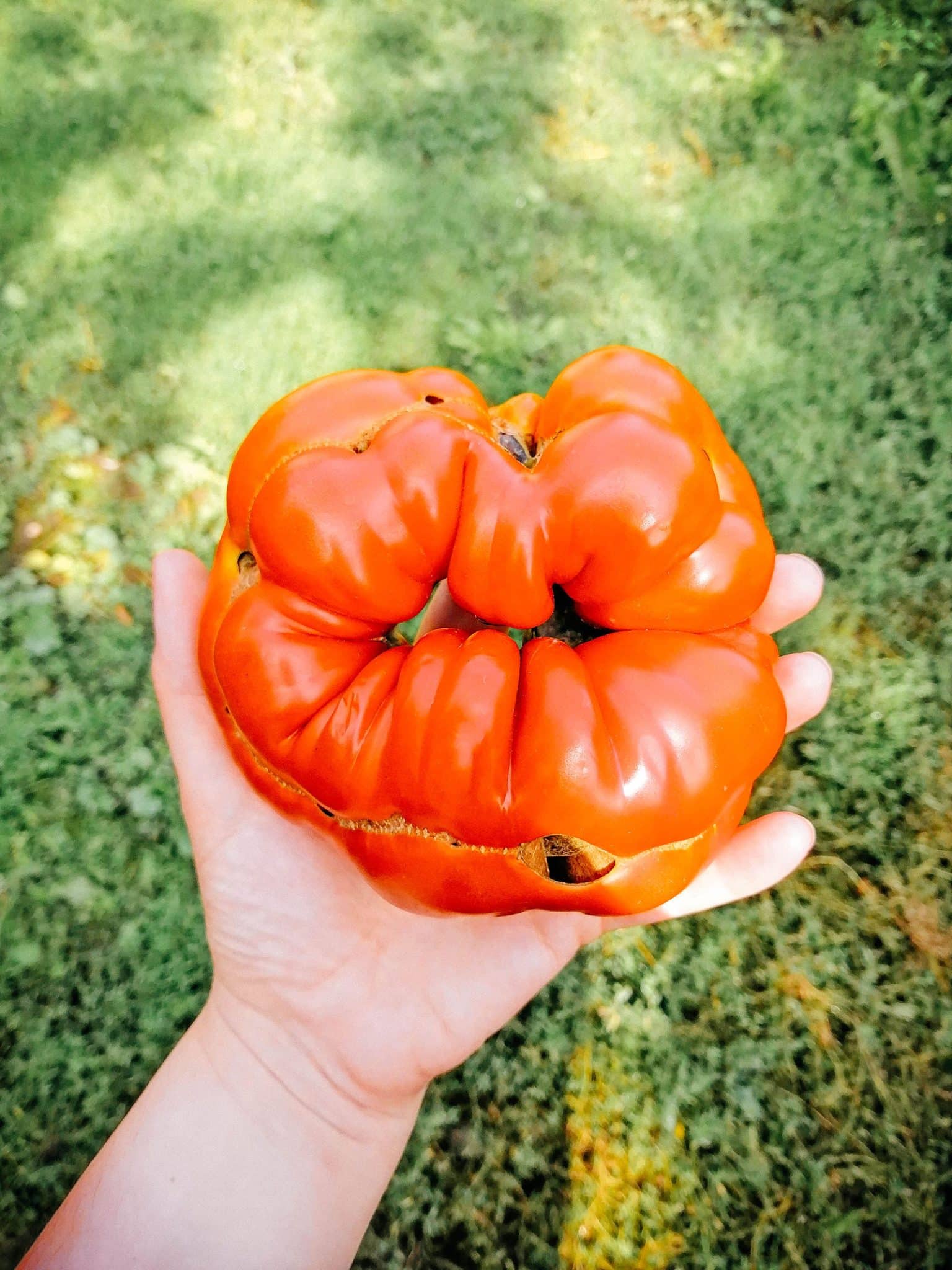 Weird-Looking Tomatoes? Why Catfacing Happens and What To Do About It ...