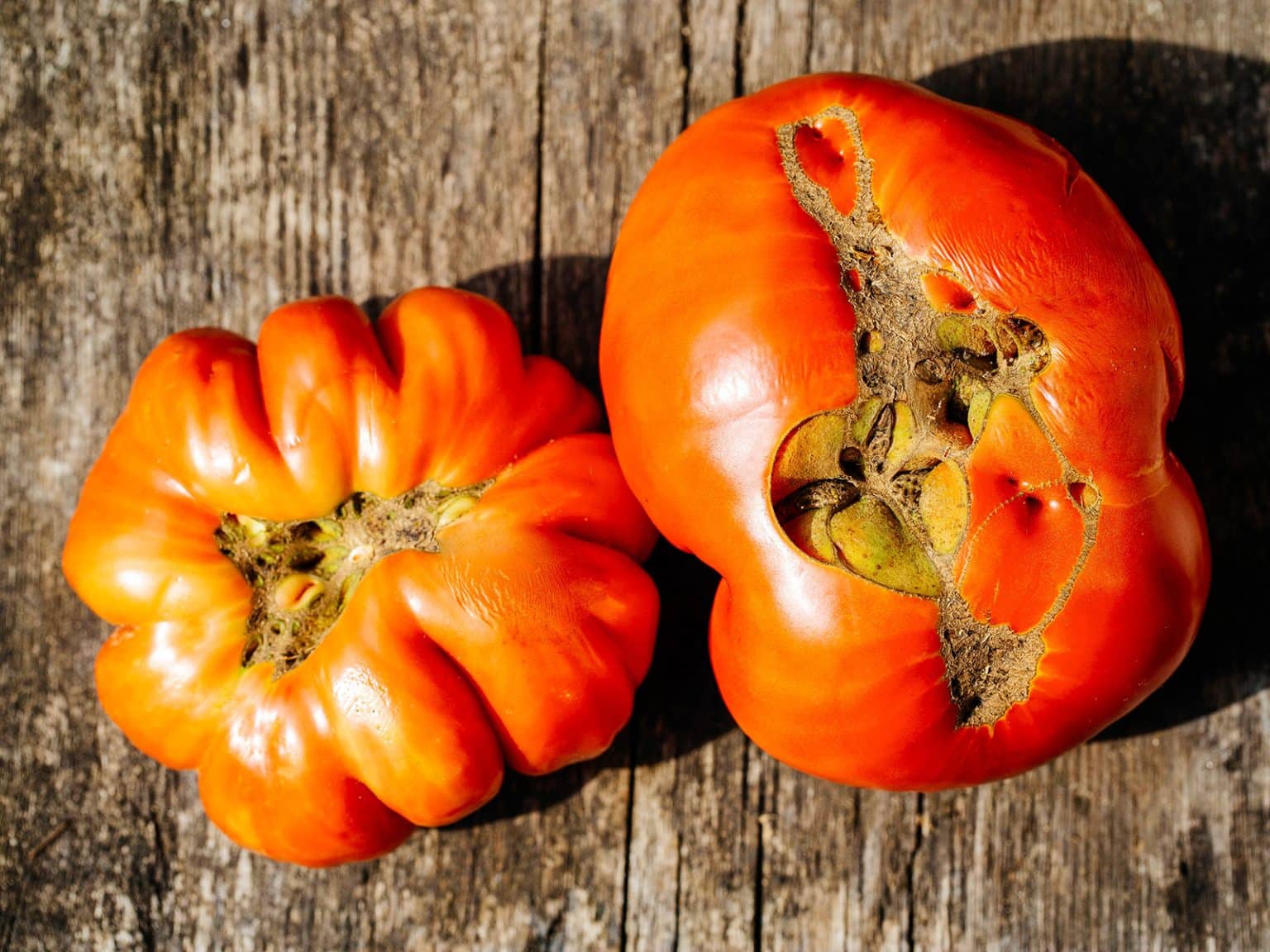 Weird-Looking Tomatoes? Why Catfacing Happens and What To Do About It ...