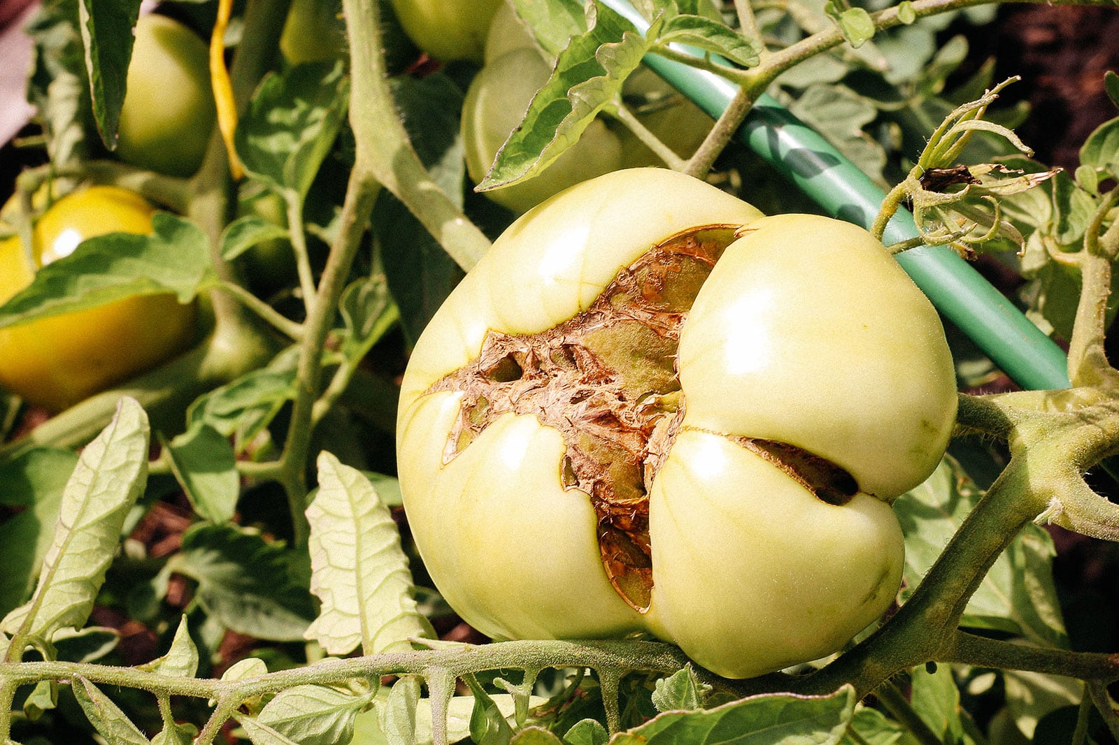 Large green tomato on a vine with deep crevices and brown scars in the fruit caused by catfacing