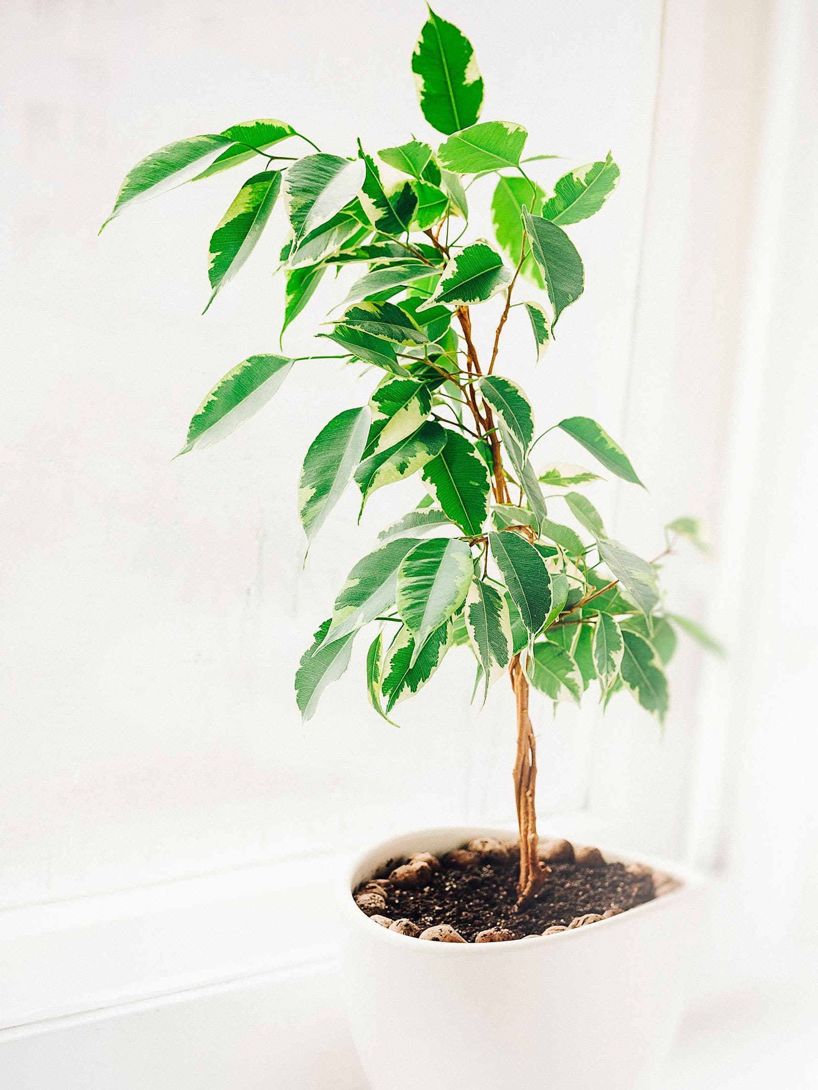 How to grow a healthy weeping fig (Ficus benjamina)