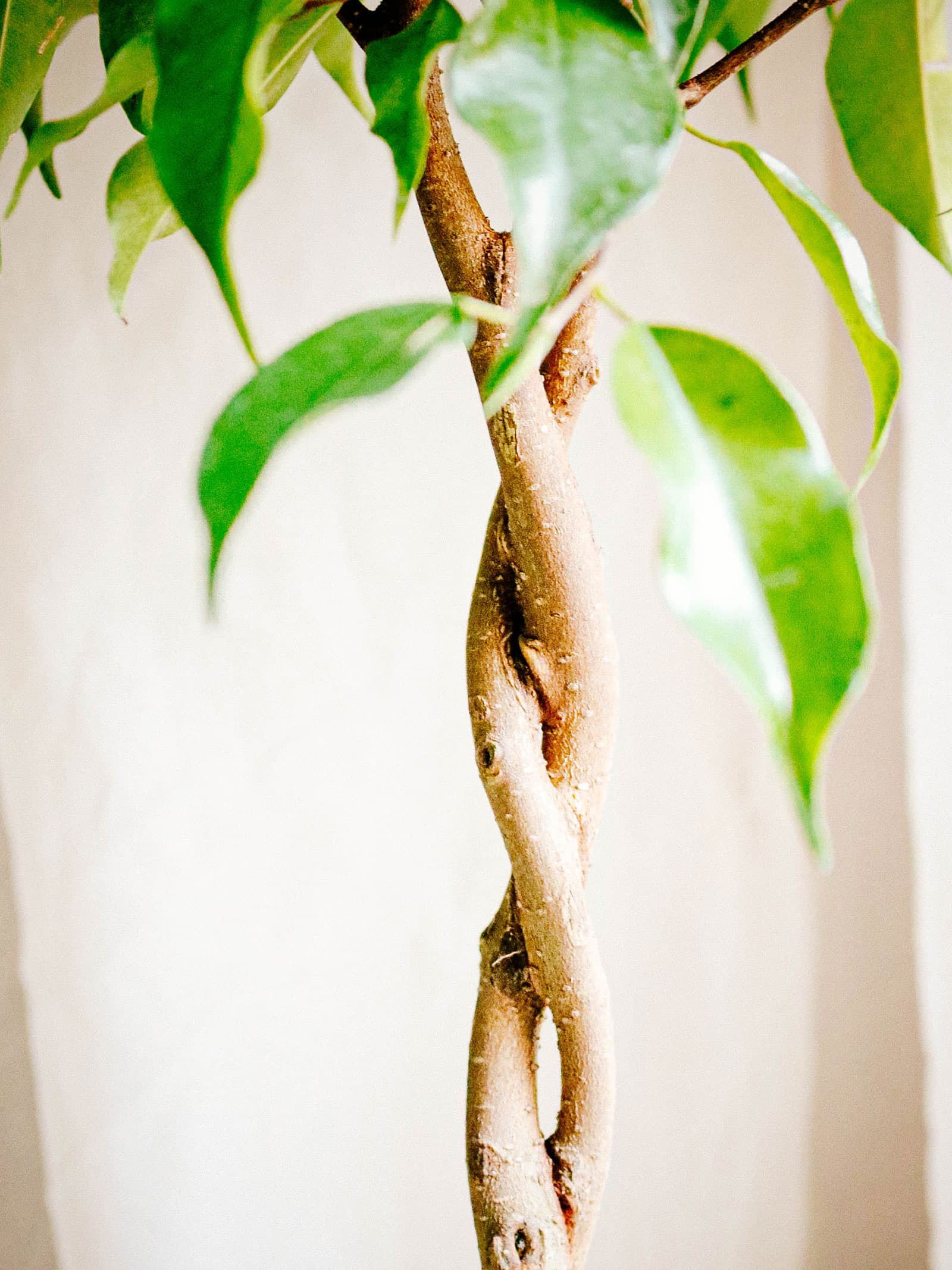 Close-up of a braided Ficus benjamina stem with a few leaves hanging down and out of focus