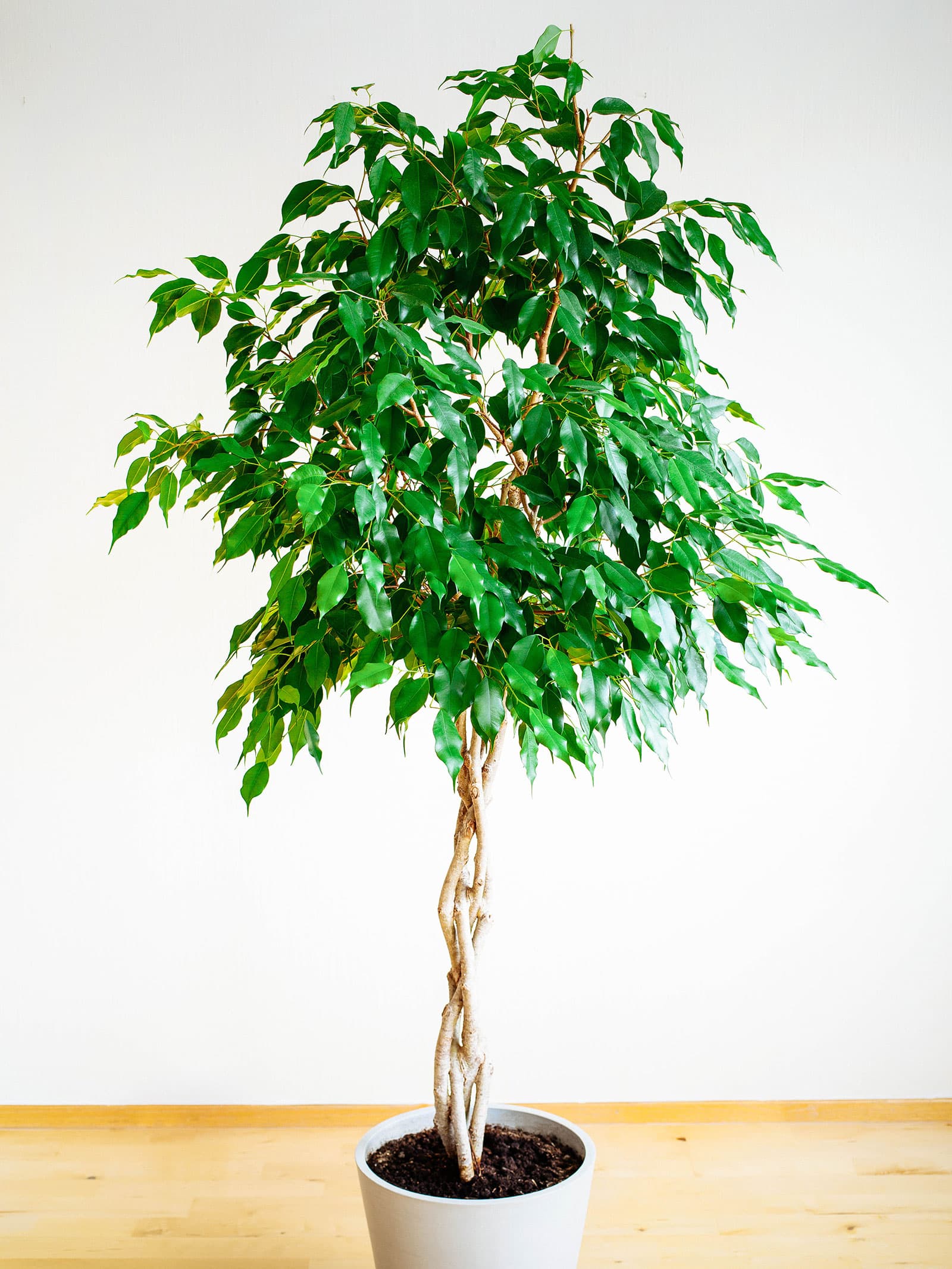 A large weeping fig tree with a braided stem, growing in a white pot indoors and placed on a wooden floor against a white wall