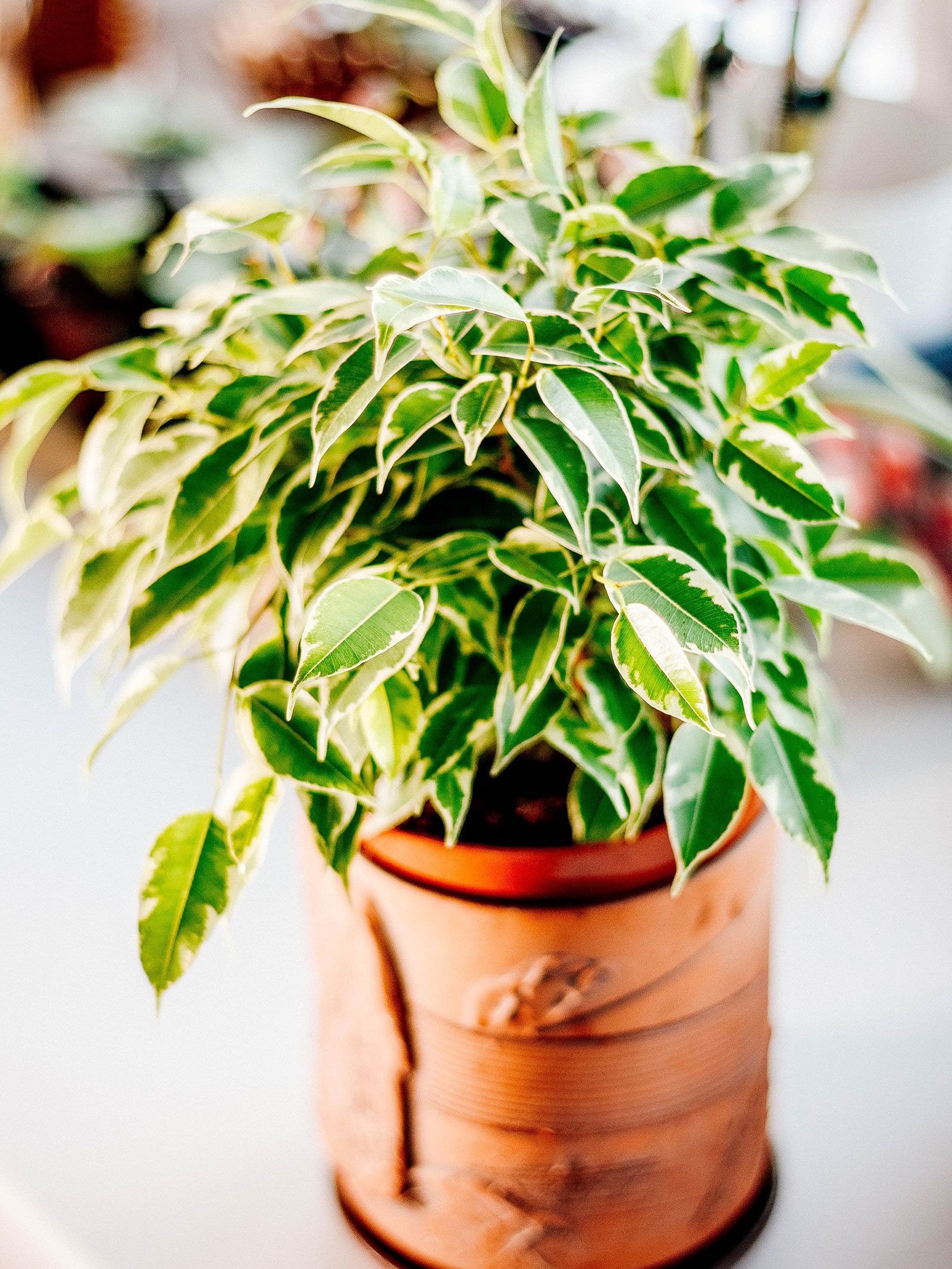 A small variegated Ficus benjamina in a terracotta pot, sitting on a white table