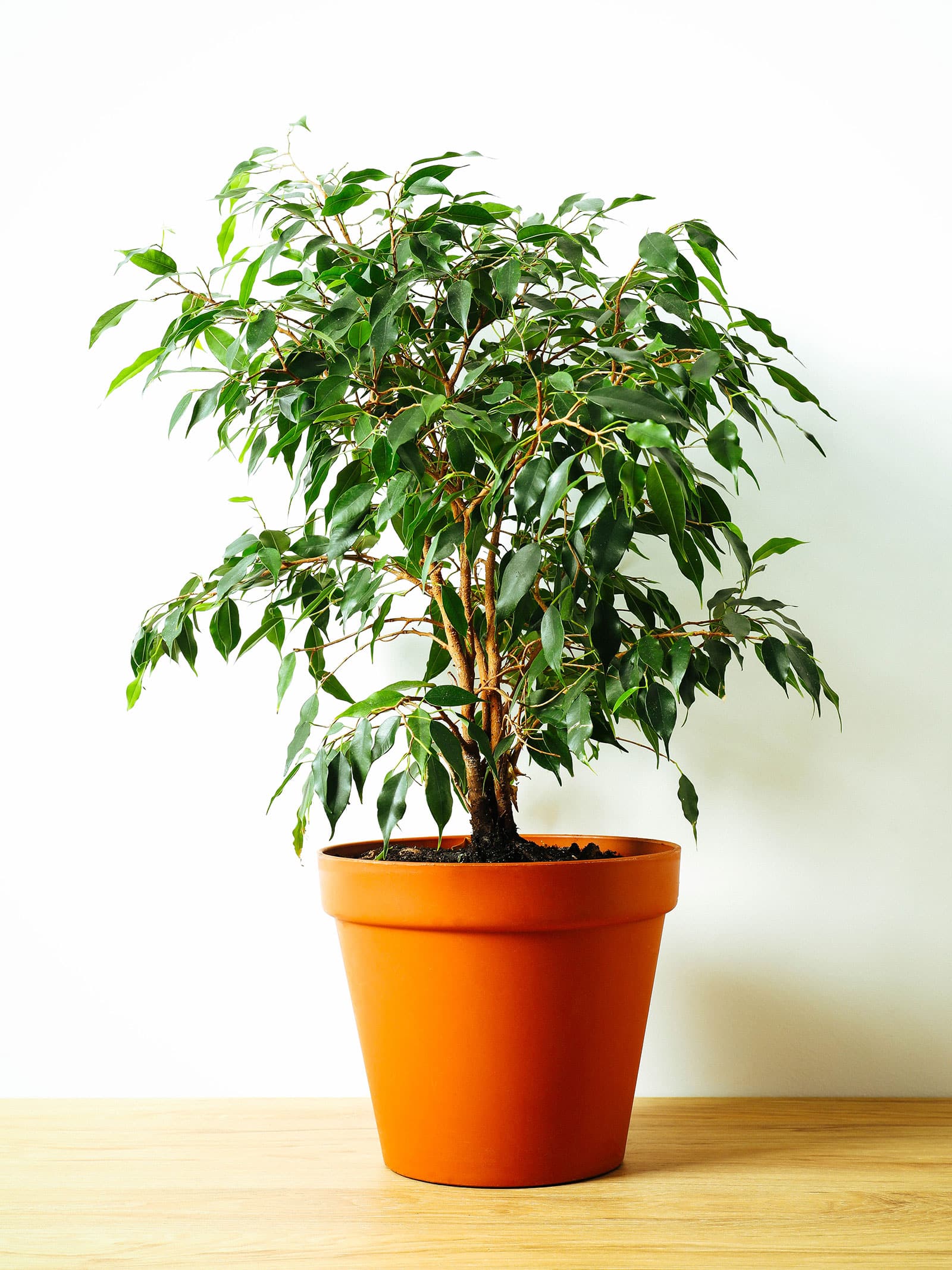 A large Ficus benjamina (weeping fig) tree in a terracotta pot, placed on a wooden floor against a white wall