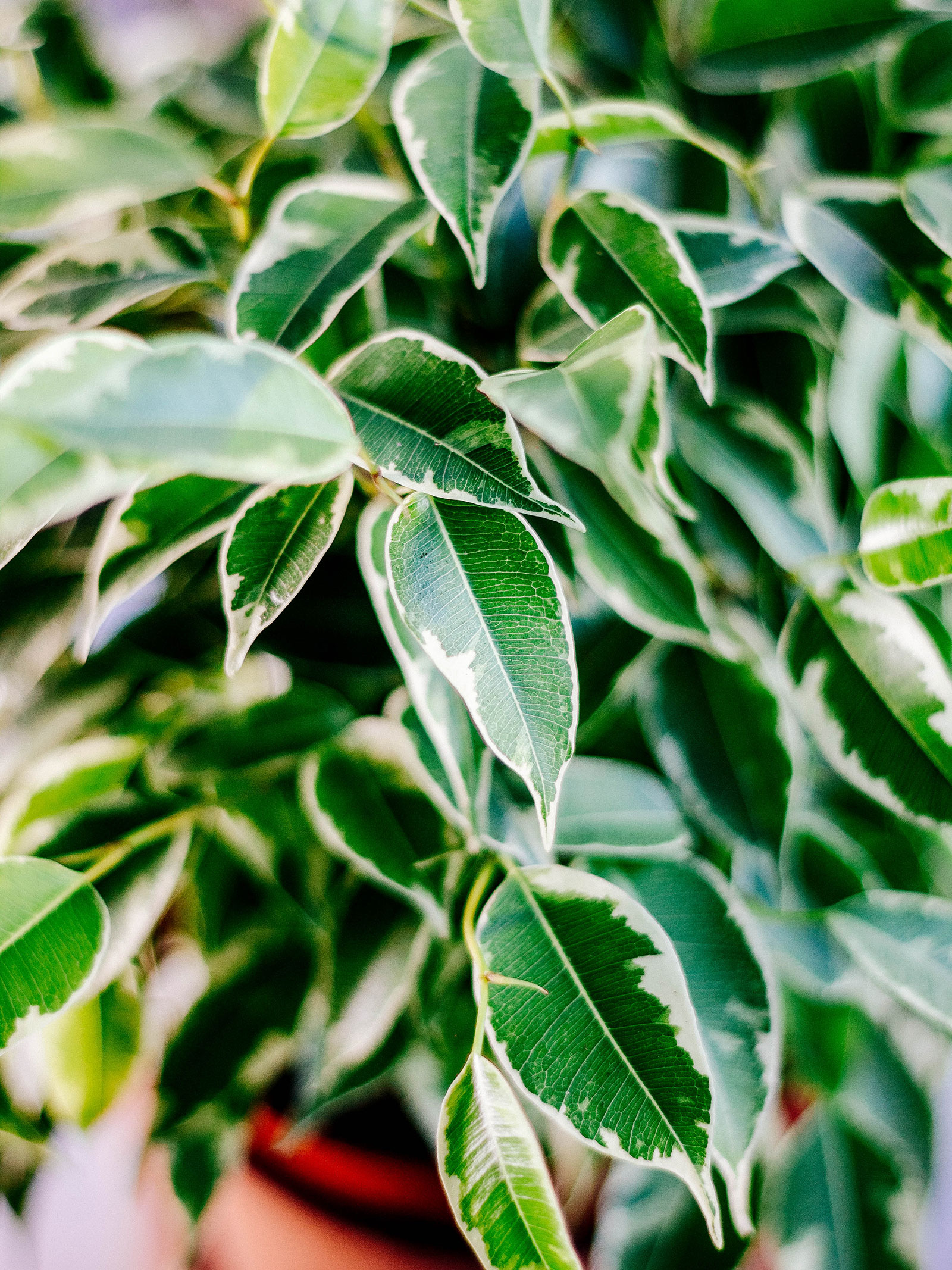 Close-up of green Ficus benjamina leaves with white margins