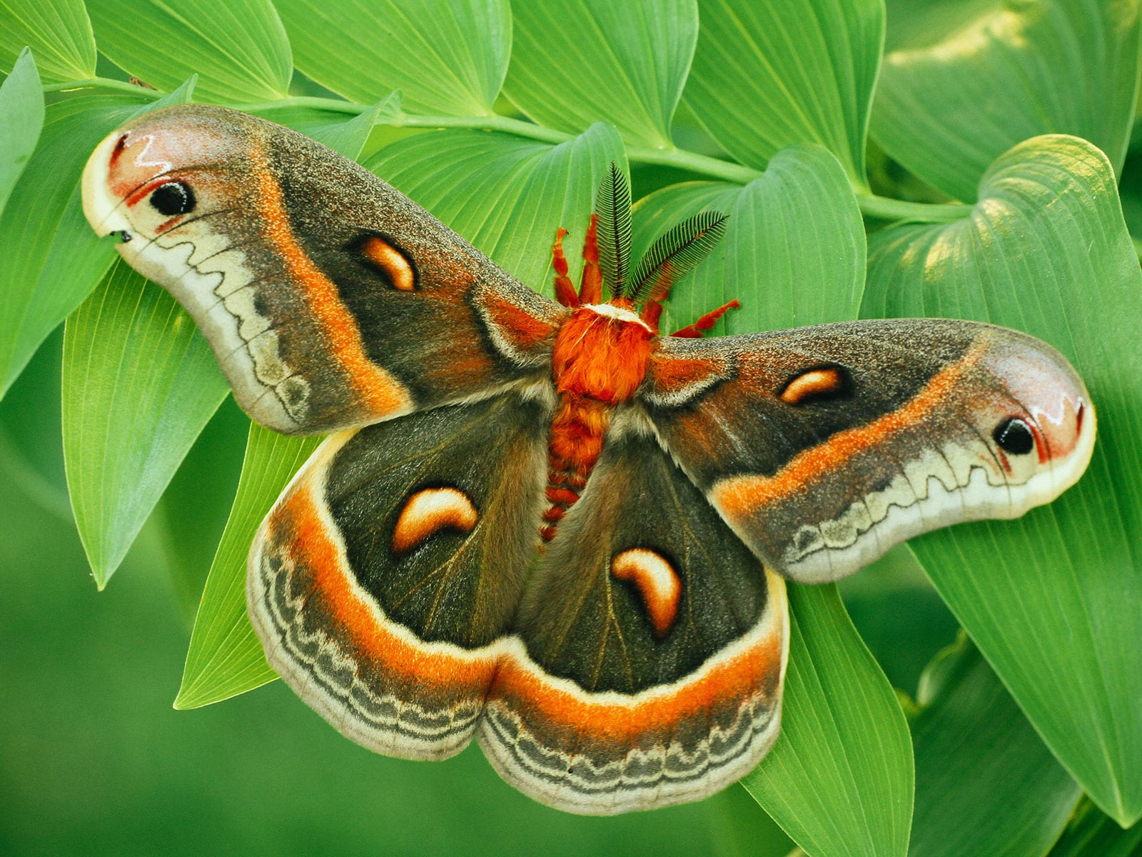 Cecropia moth sitting on a lush green stem full of leaves