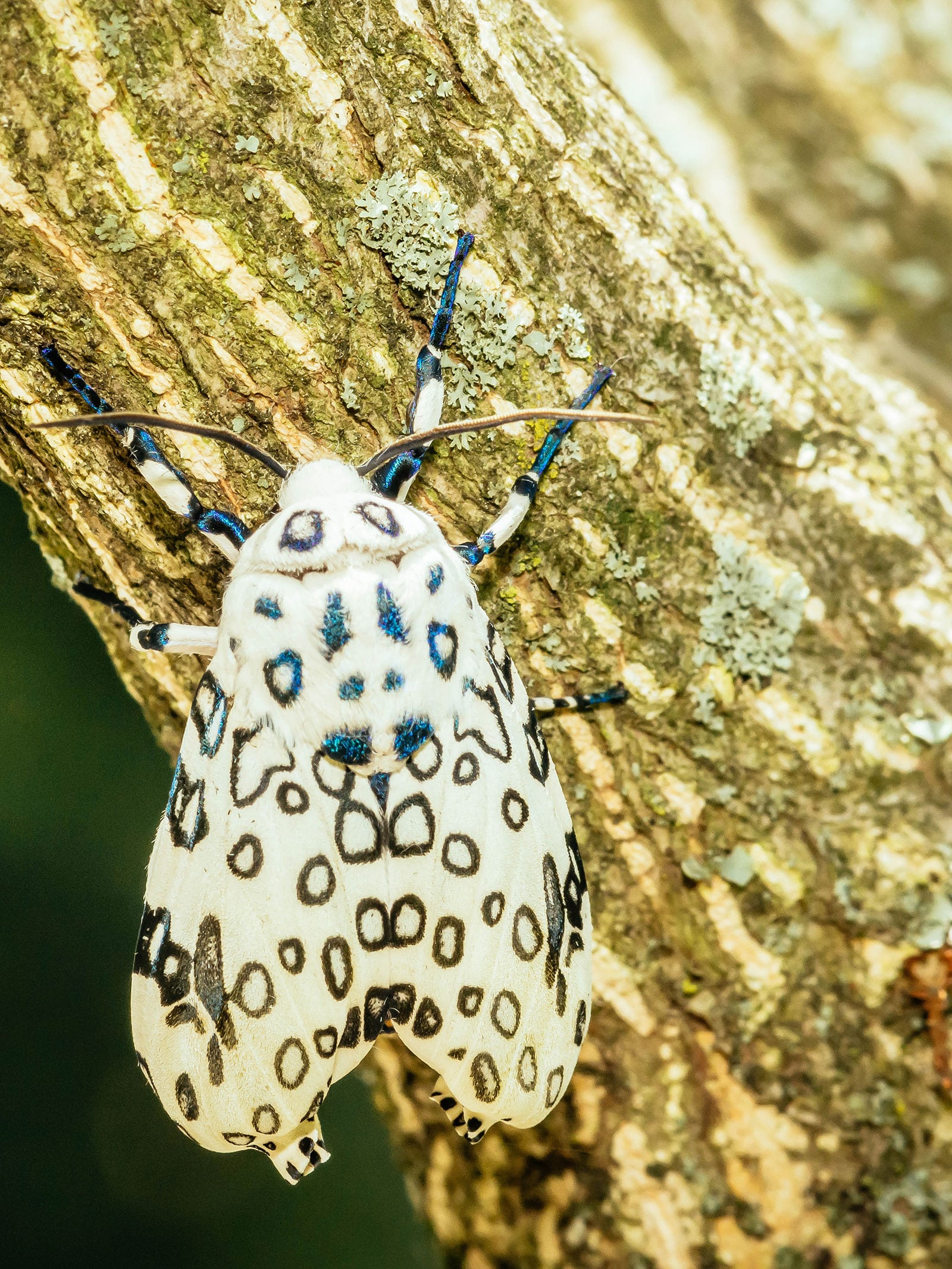 Giant leopard moth sitting on a lichen-dotted tree branch
