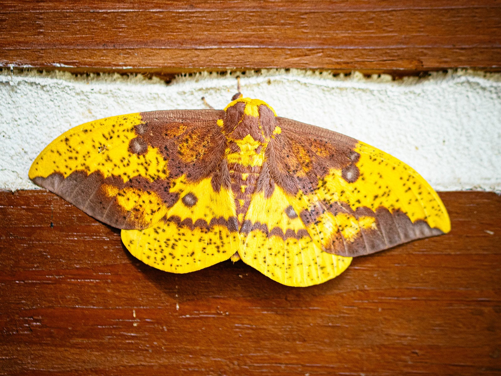 Imperial moth resting on the side of a house with brown and white siding
