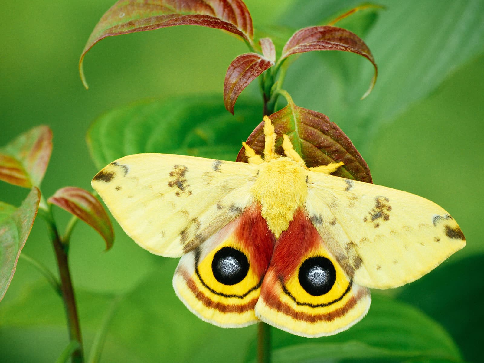 Io moth perched on a red and green leaf
