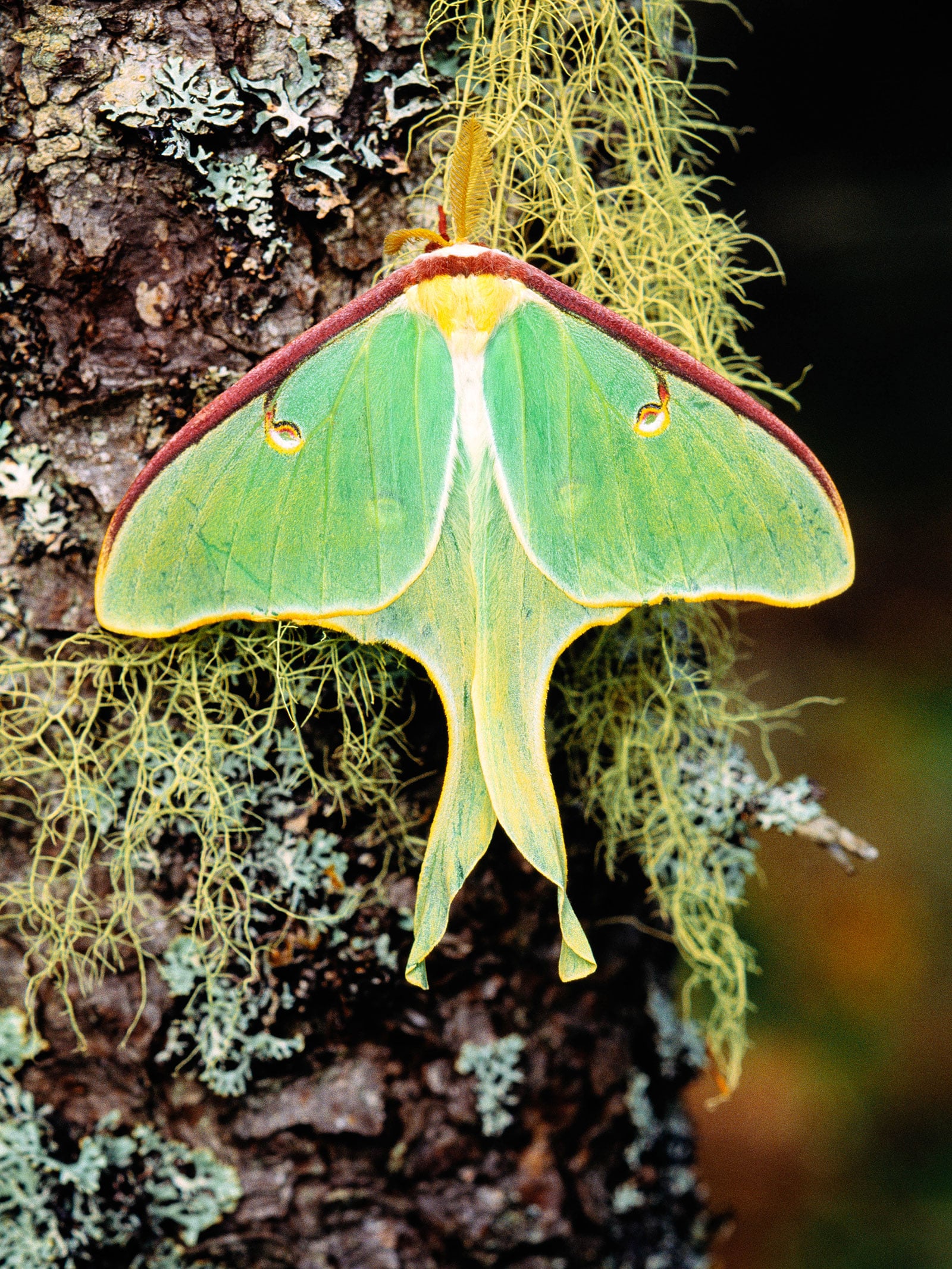 Luna moth resting on a lichen and moss-covered tree trunk