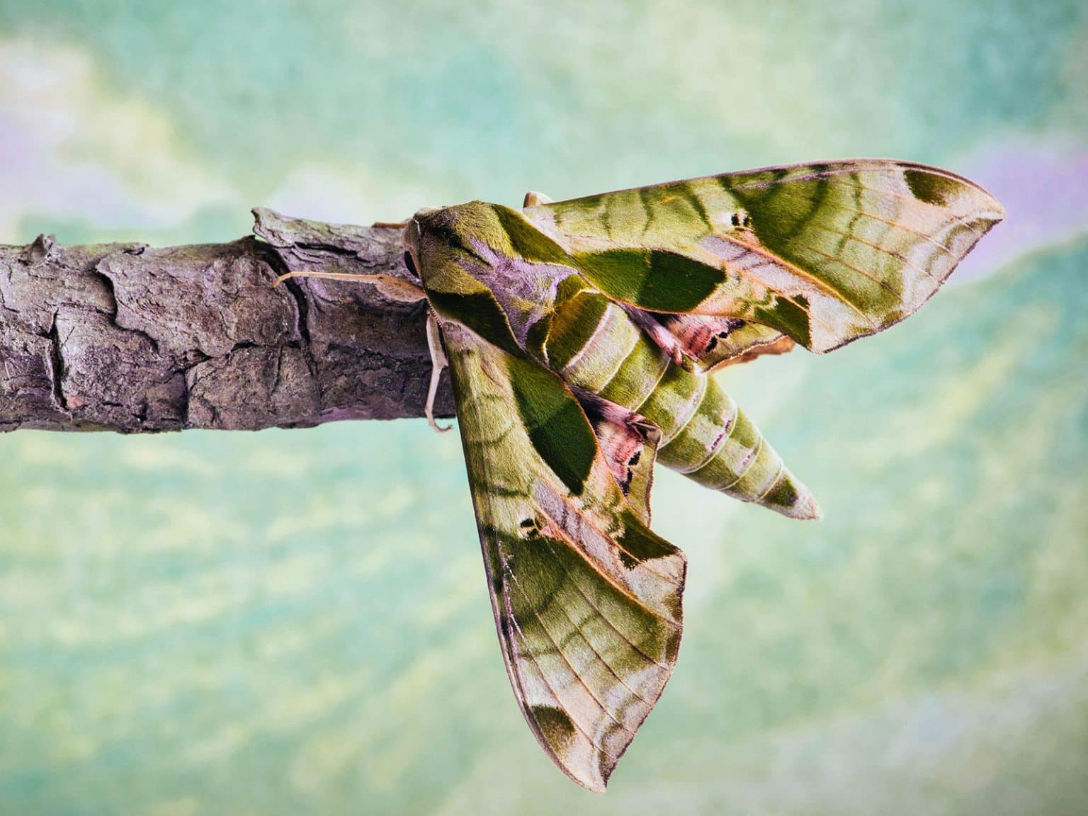 These Gorgeous Garden Moths Rival the Beauty of Butterflies – Garden Betty