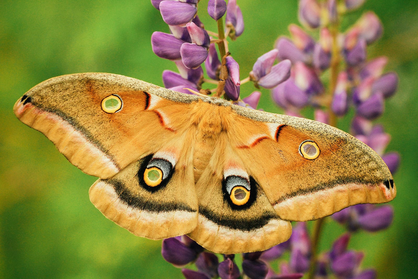 Polyphemus moth feeding on purple flowers