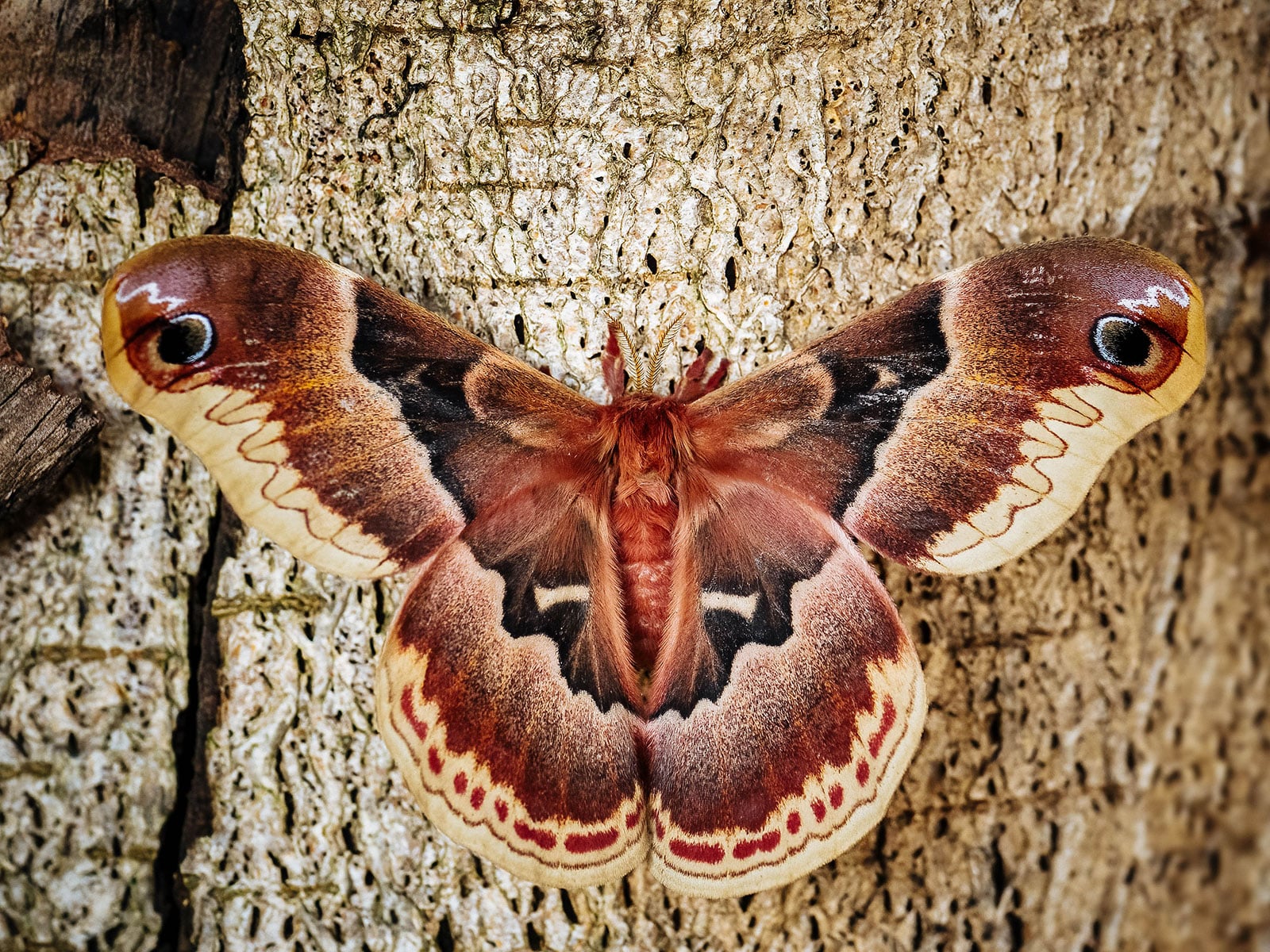 Promethea moth (spicebush silkmoth) resting on the side of a tree trunk