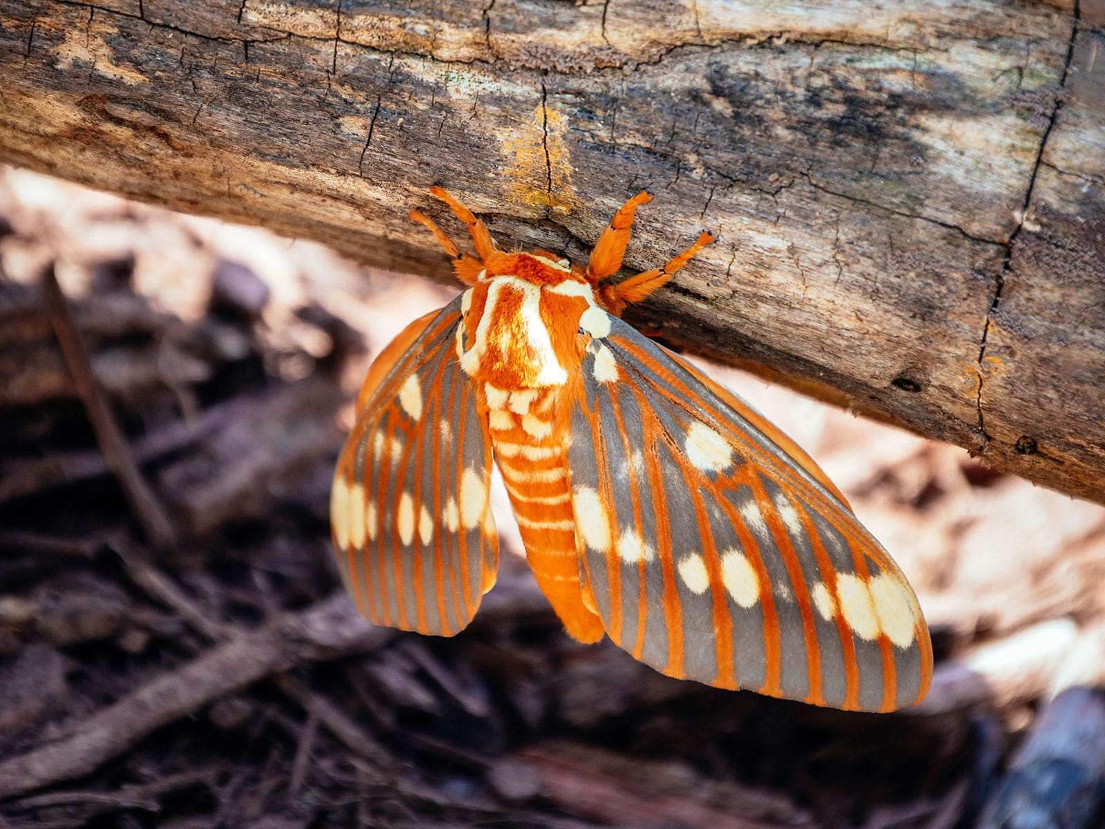 Regal moth perched on the side of a log