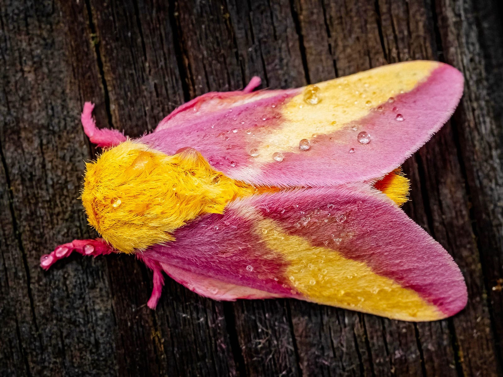 Rosy maple moth resting on the side of a tree trunk