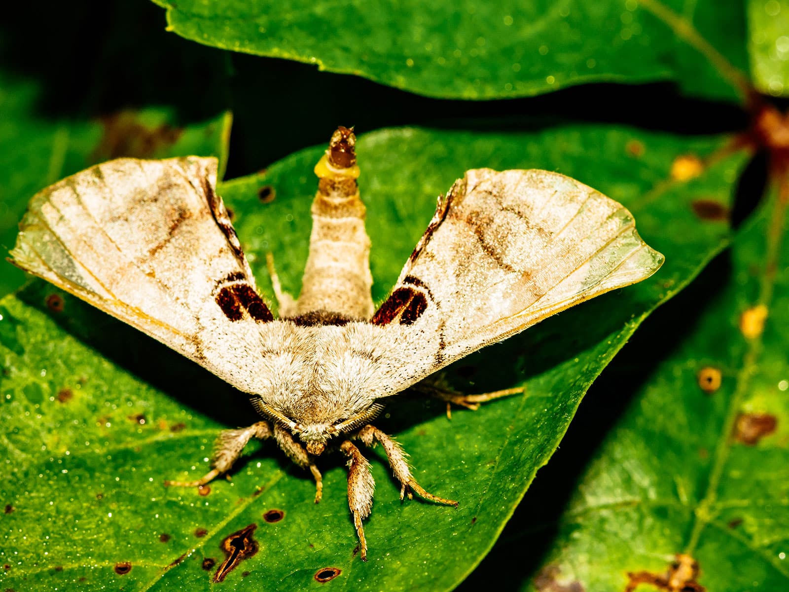 Spotted Apatelodes moth resting on a leaf
