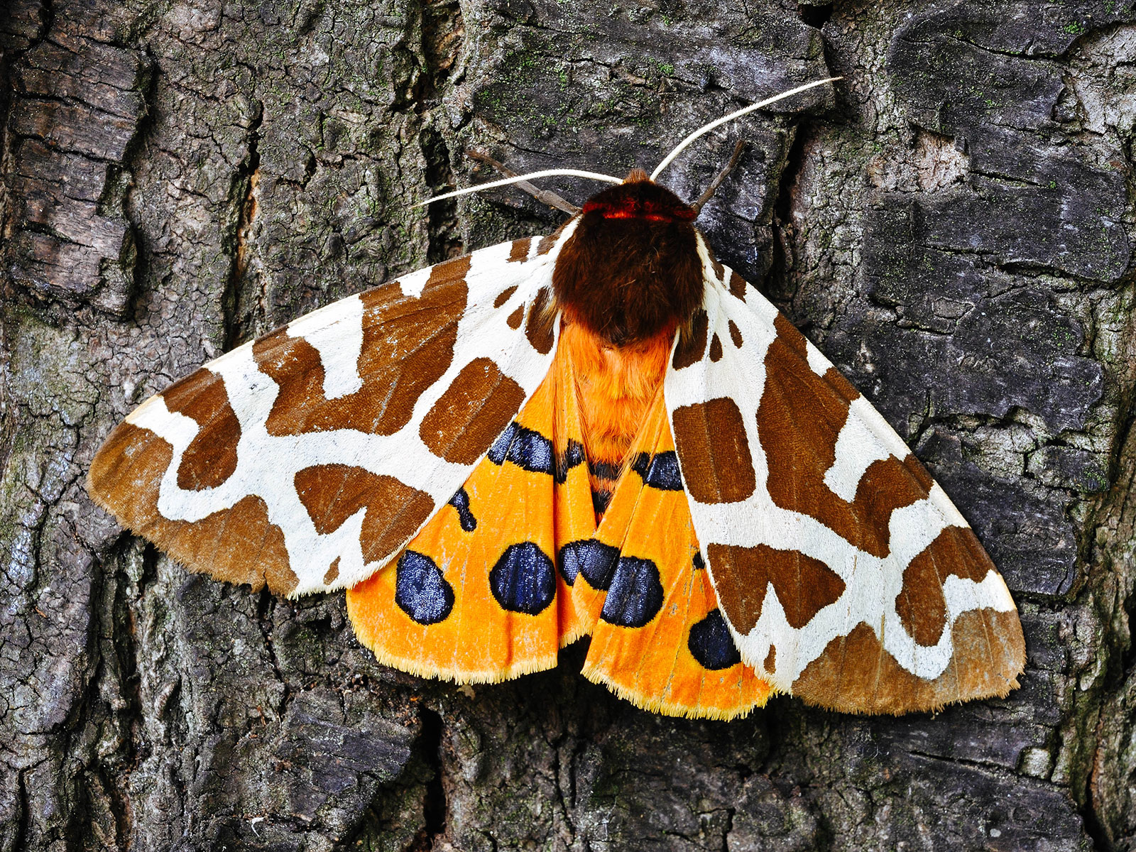 Tiger moth resting on the side of a tree trunk