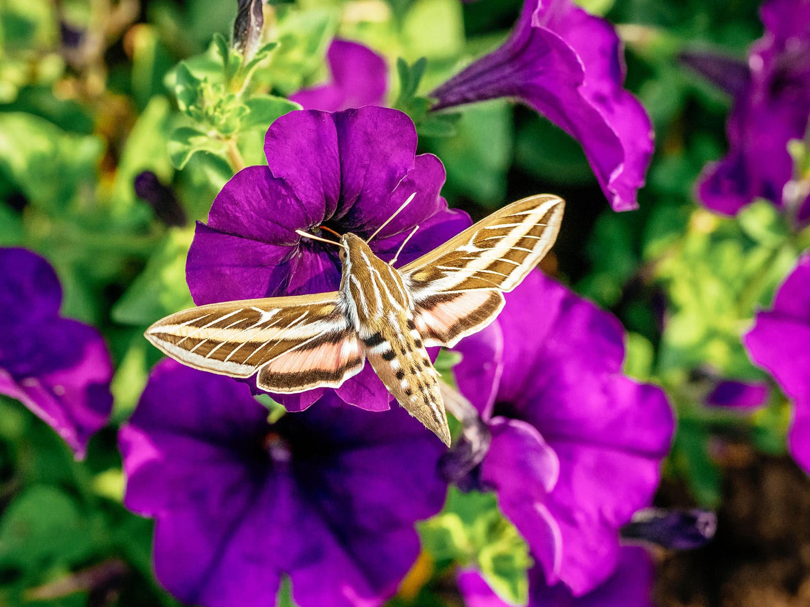 These gorgeous garden moths rival the beauty of butterflies