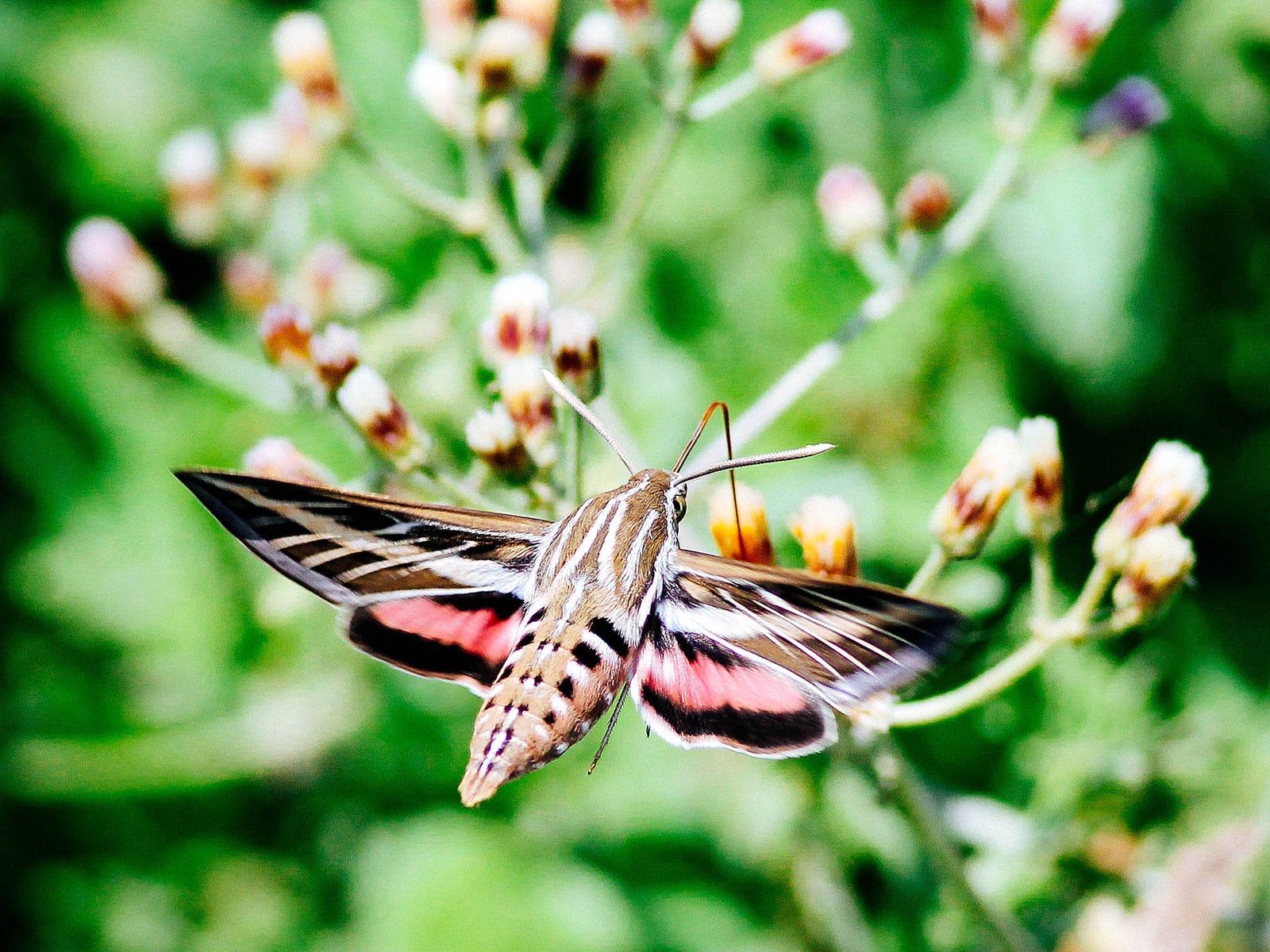White-lined sphinx moth hovering over a cluster of flowers