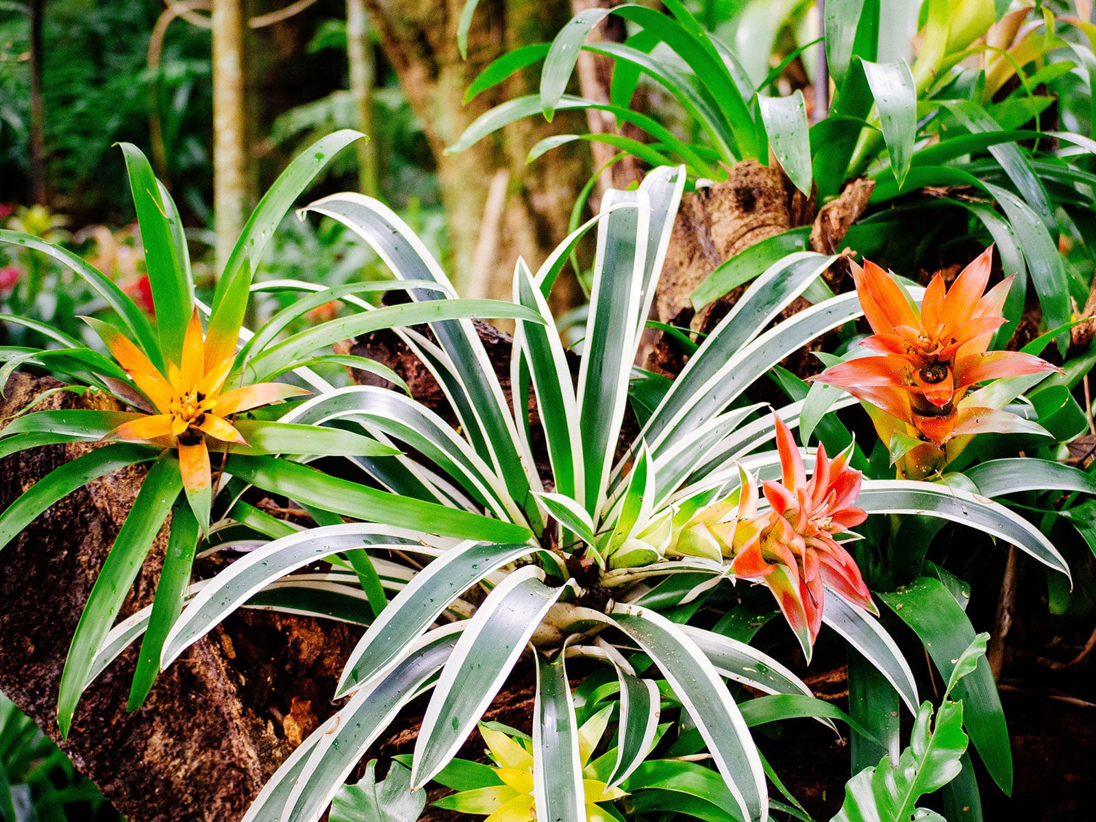 A group of different Guzmania bromeliad plants with orange and yellow blooms, including green and variegated cultivars, planted on a log