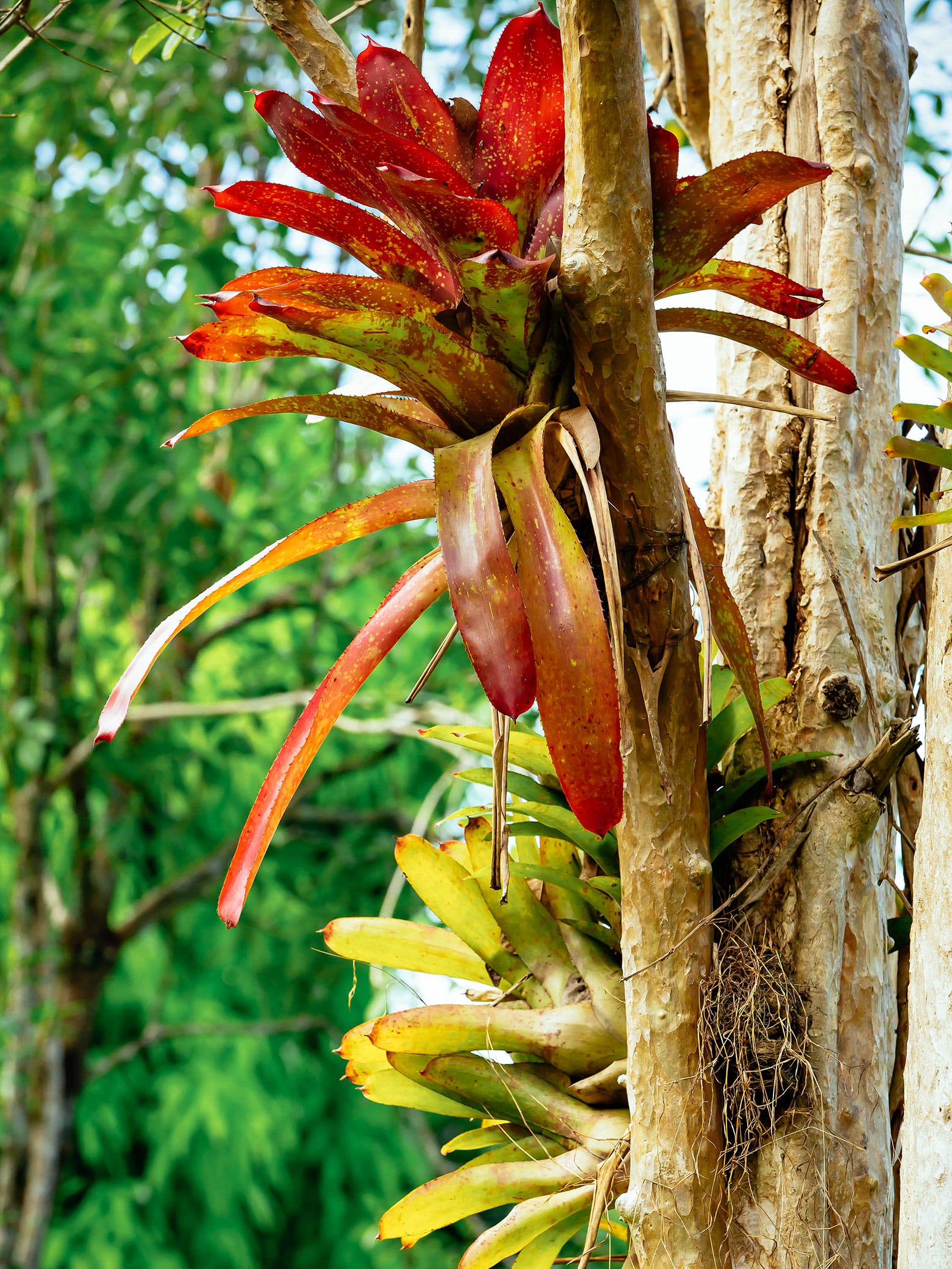 Two Guzmania bromeliads, one with red leaves and one with green leaves, growing on a tree in the wild