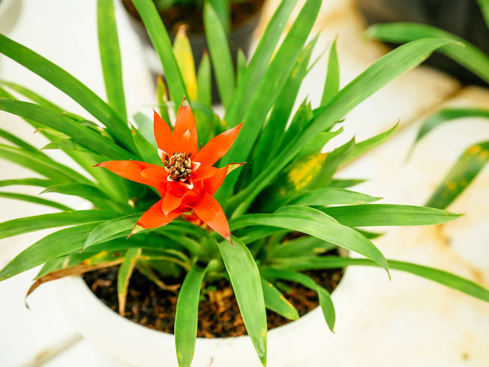 A small Guzmania bromeliad houseplant in a white pot, with a scarlet flower in bloom