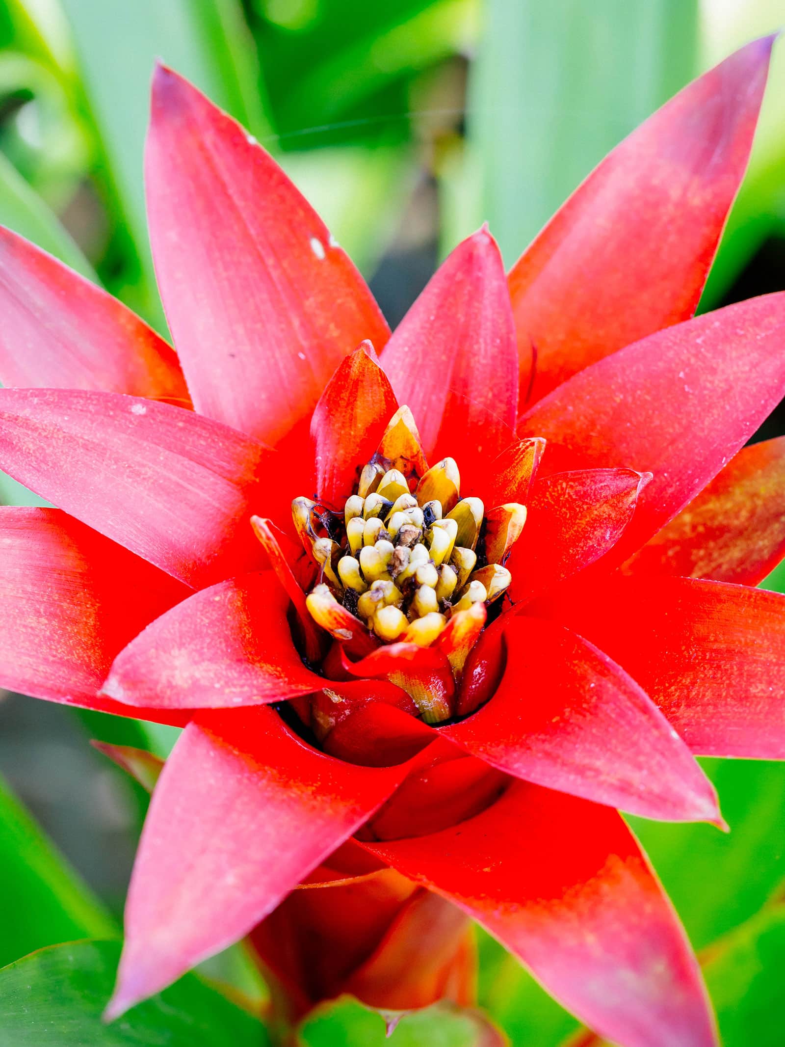 A bright red Guzmania bromeliad flowerhead with white flower buds inside the cup