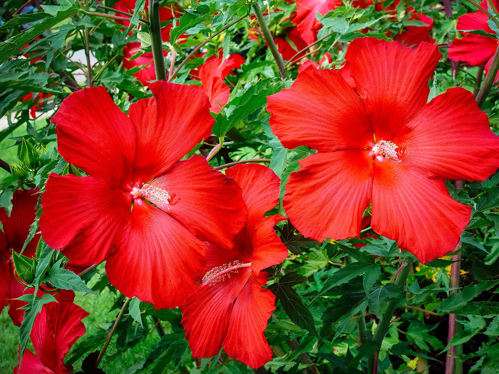 A perennial hardy hibiscus plant in bloom with multiple large red flowers