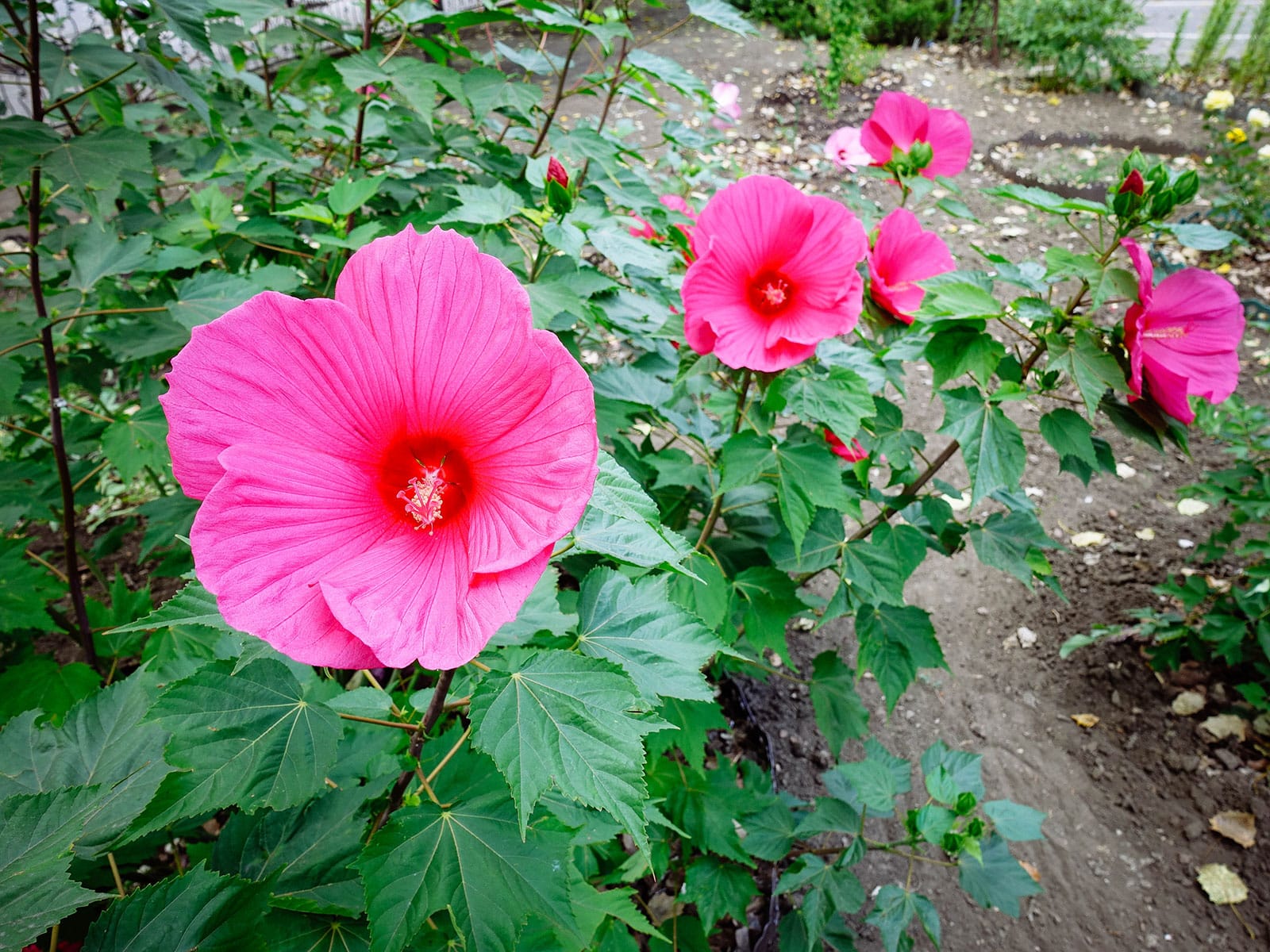 Hardy hibiscus shrub in bloom in a garden with bright pink flowers