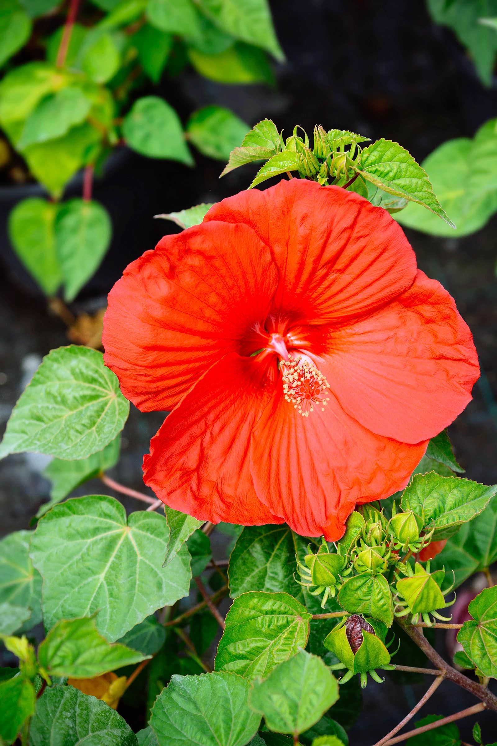 Bright red hardy hibiscus flower