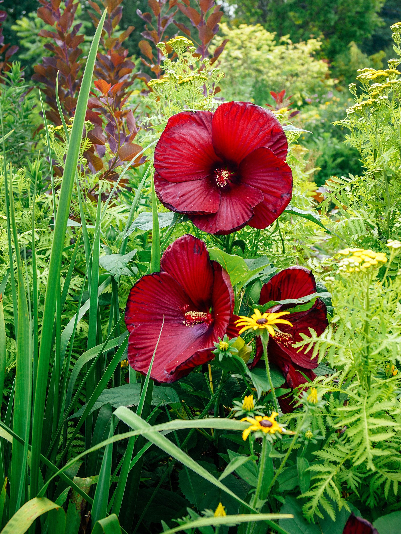Deep red hardy hibiscus flowers growing in a flower bed with black-eyed Susans, tansy, and irises