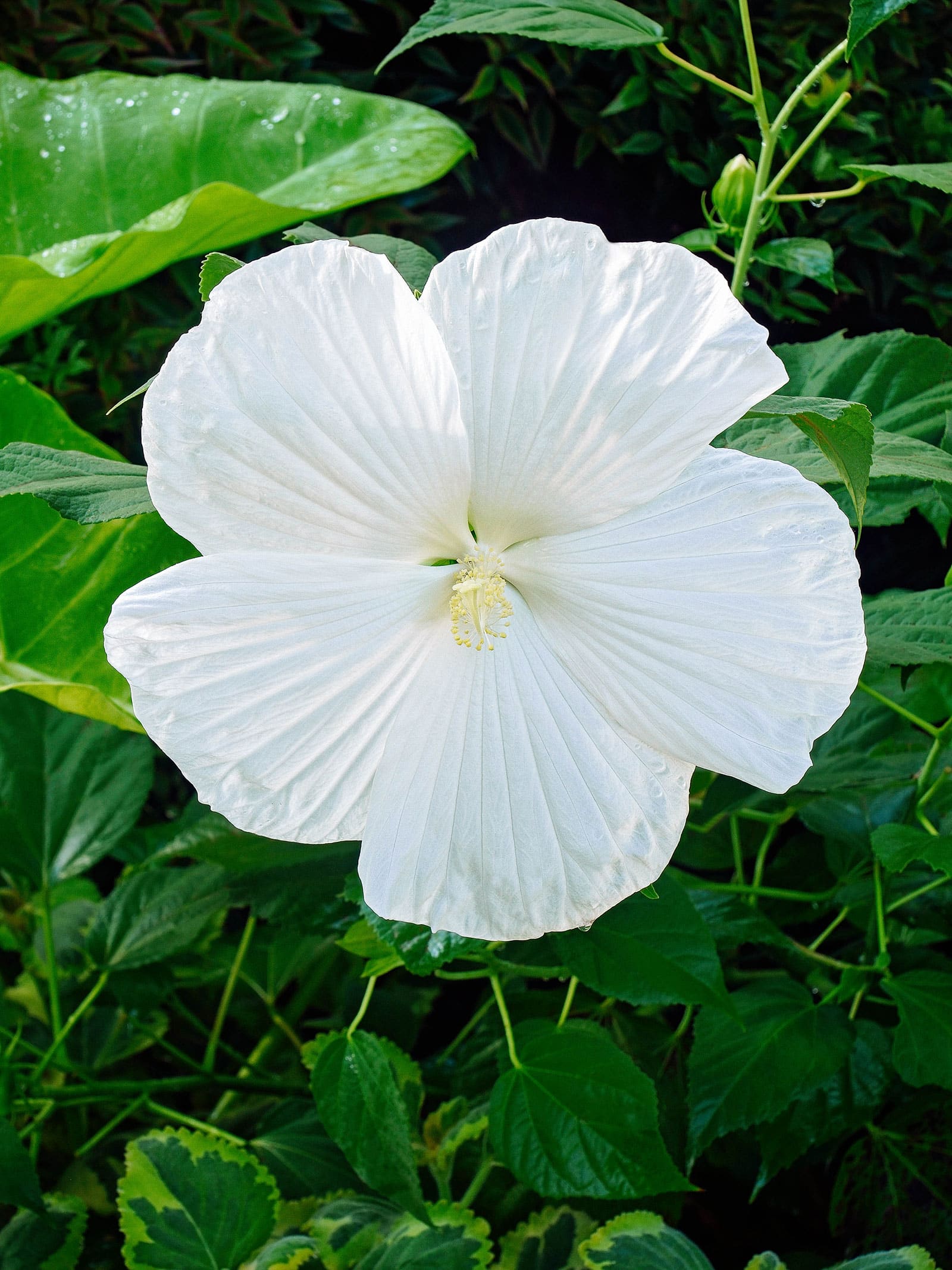 Dinnerplate-sized white hardy hibiscus flower