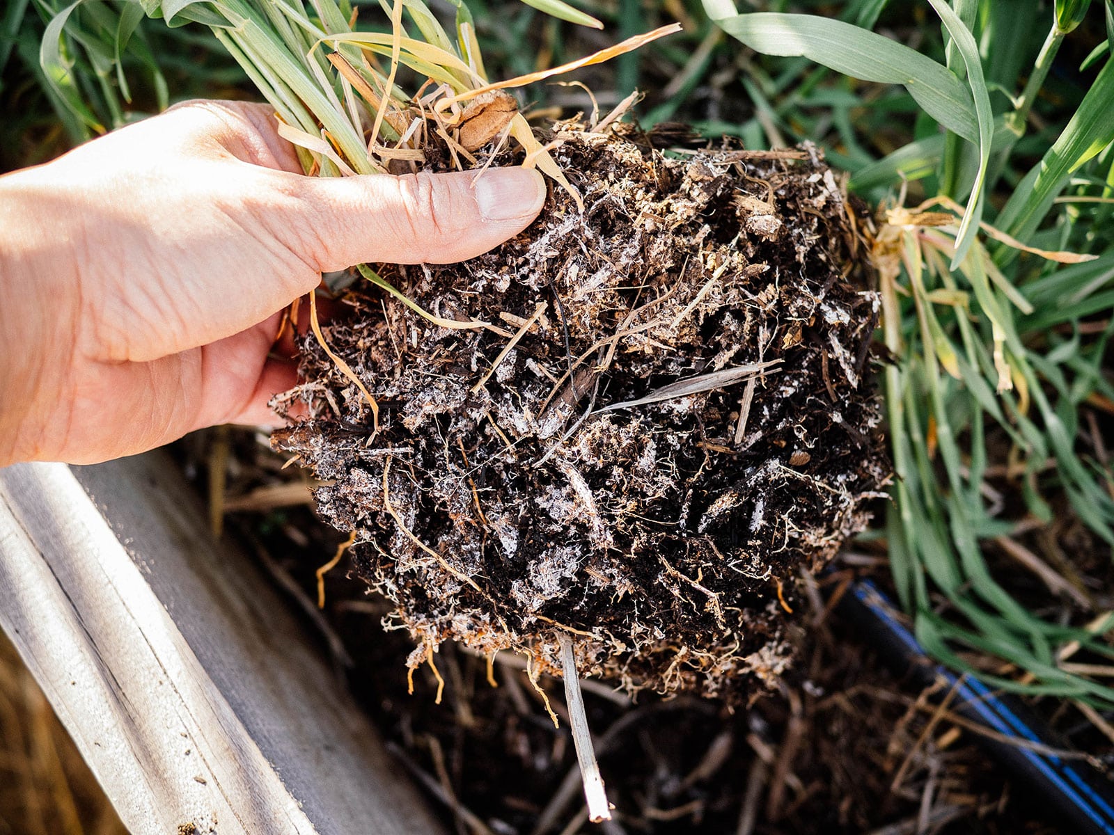 Hand holding a mass of plant roots from winter rye, showing a network of mycorrhizae growing on the roots