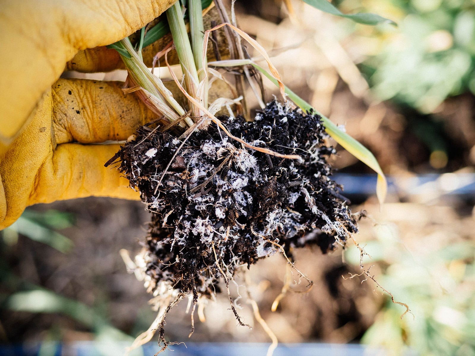 Hand in a yellow leather glove holding up a rye plant's root ball, with mycorrhizal fungi clinging to the roots