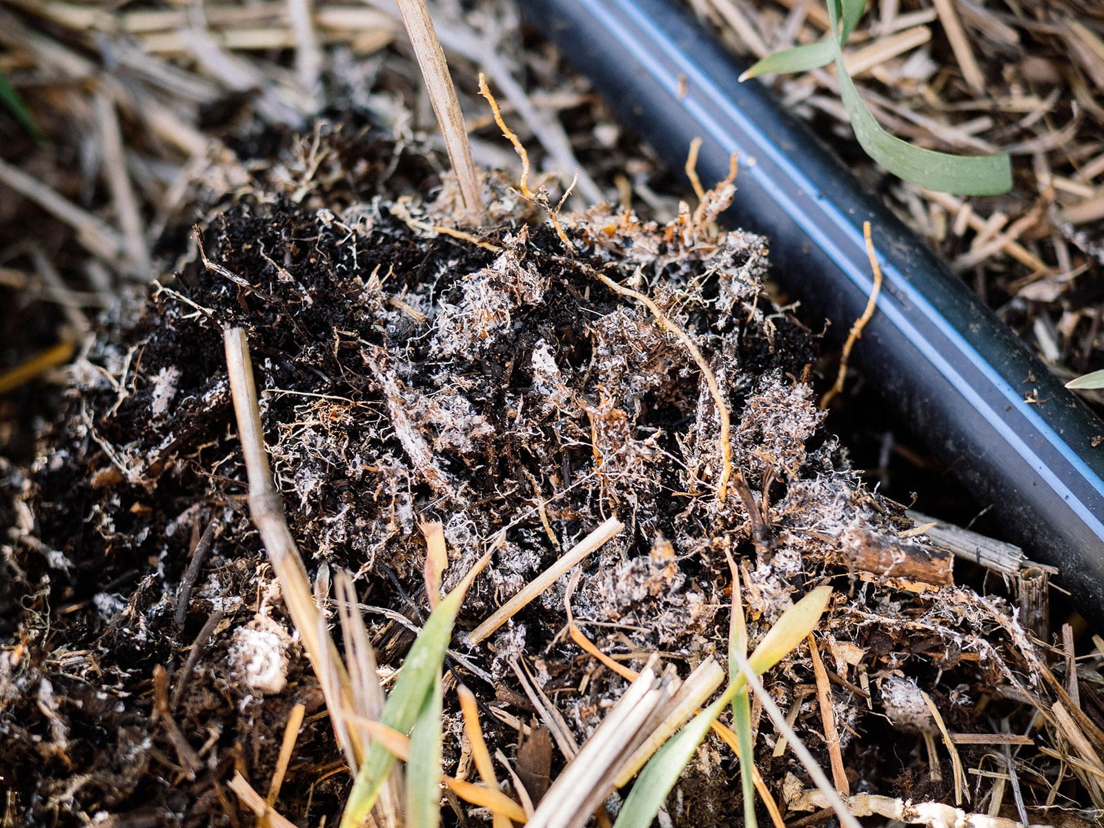 Close-up of a clump of soil with plant roots covered in mycorrhizal fungi
