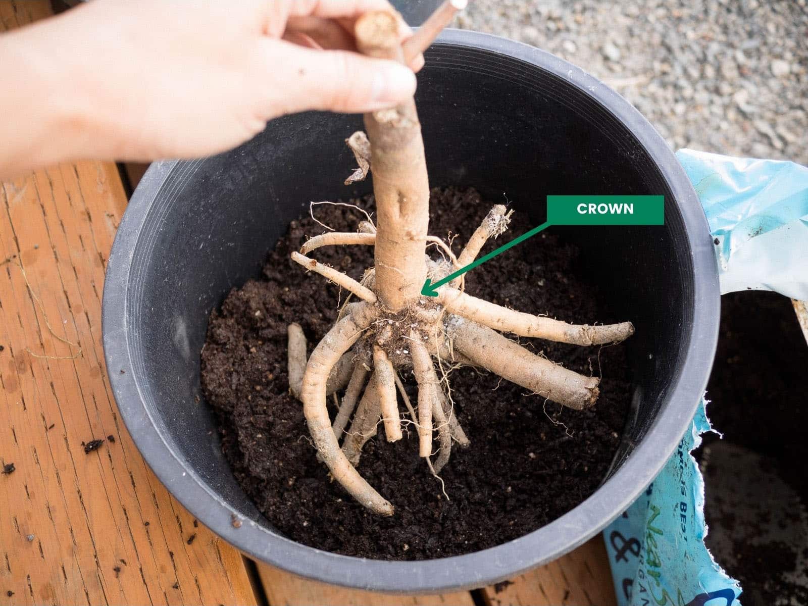 Hand holding a bare-root hardy hibiscus plant above soil to gauge how deep it should be planted in a black plastic nursery pot; a callout with an arrow indicates where the crown is