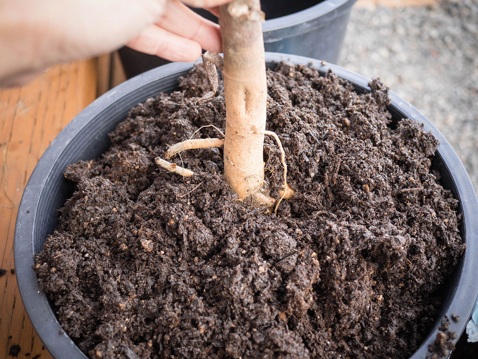 Close-up of a bare-root perennial being planted in potting soil with the crown just below the soil surface