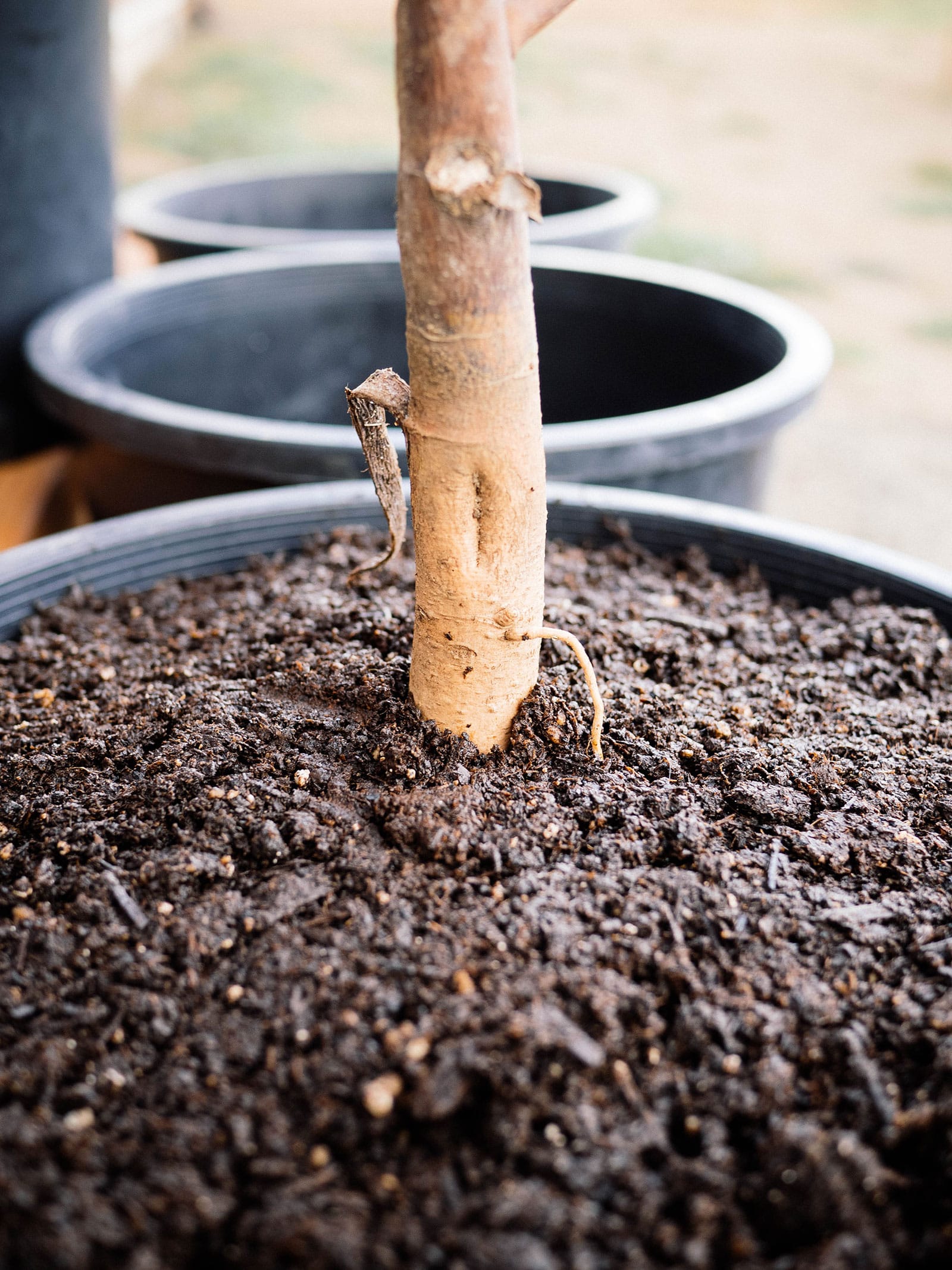 Close-up of a bare-root perennial planted in a black plastic pot, with the crown just below the soil surface
