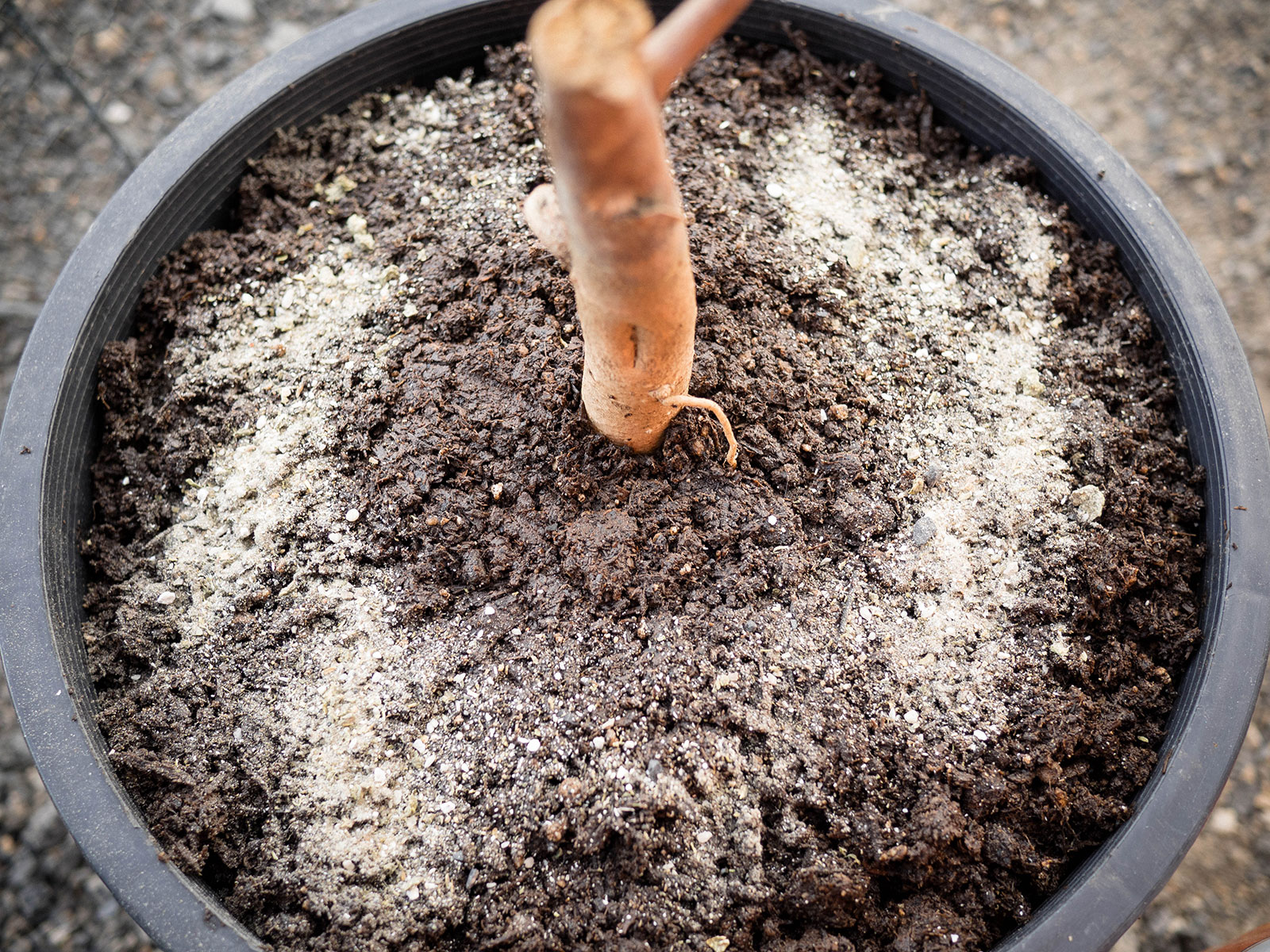 A large black plastic pot with a bare-root perennial planted in it, and slow-release granular fertilizer sprinkled on top of the potting soil