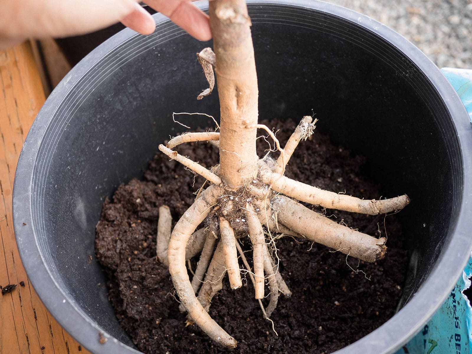 How to plant bare-root perennials in pots