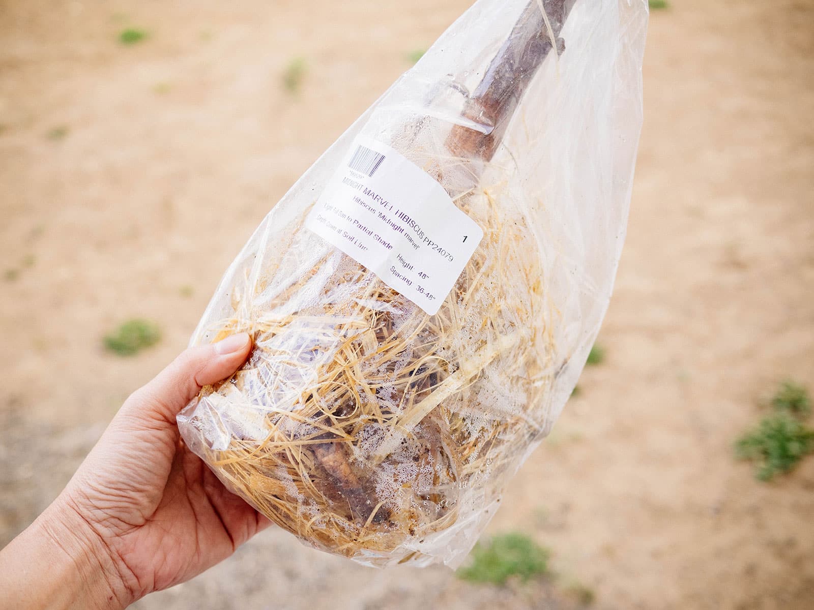 Hand holding a clear plastic bag with a bare-root perennial plant inside, wrapped in damp wood shavings