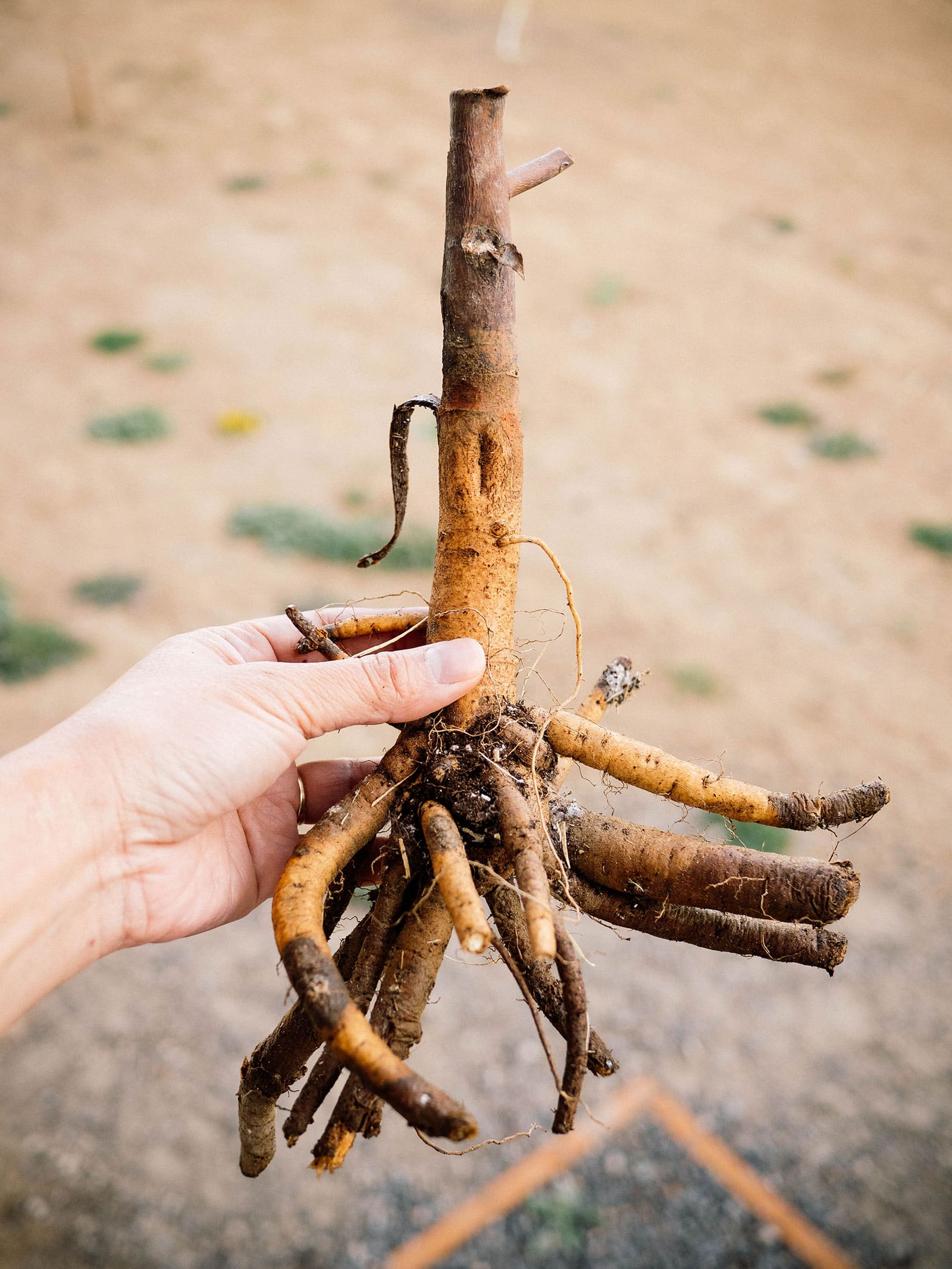Hand holding a bare-root hardy hibiscus plant in a yard