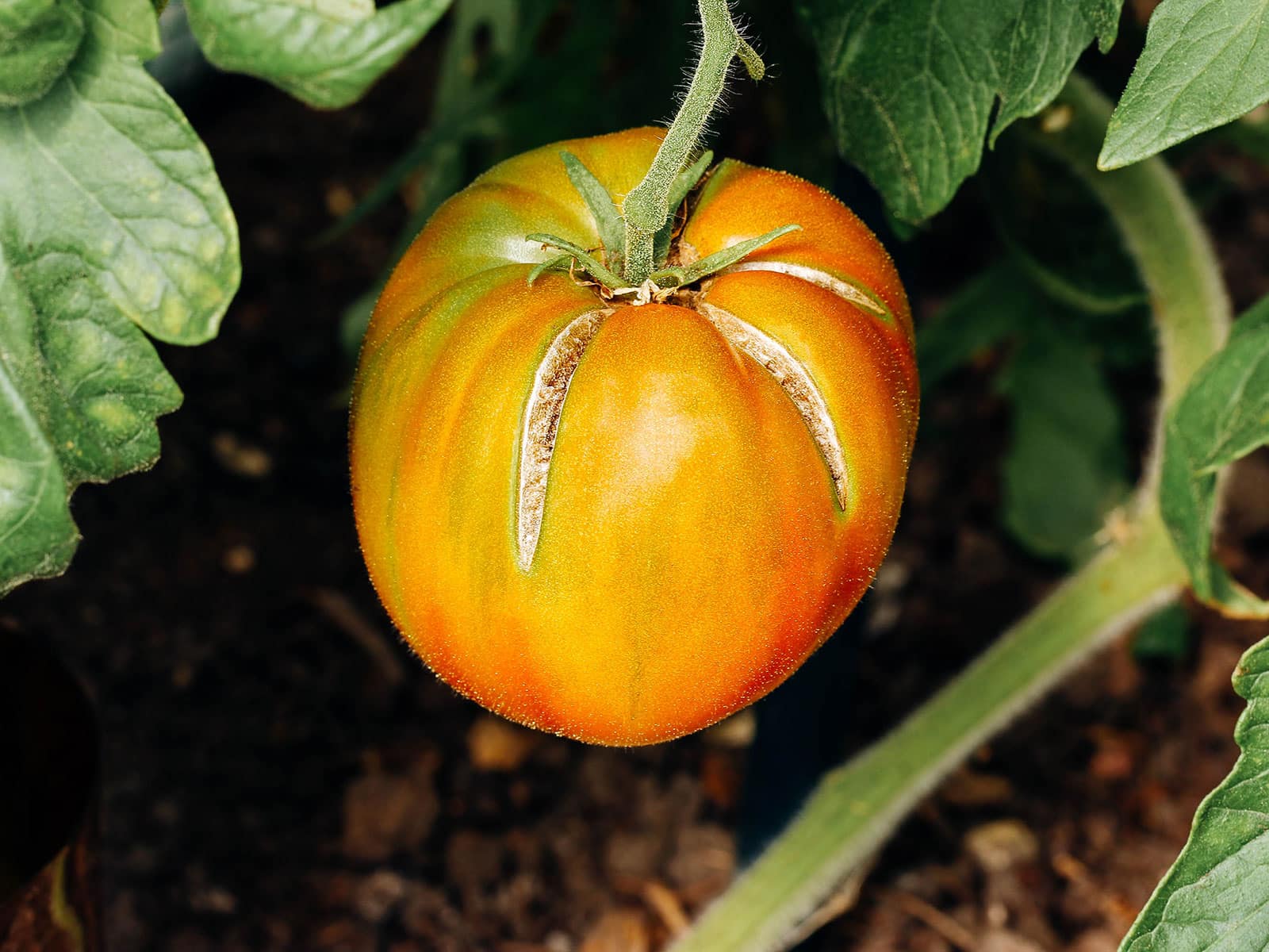 Close-up of a round red tomato on a vine with radial splits down the sides