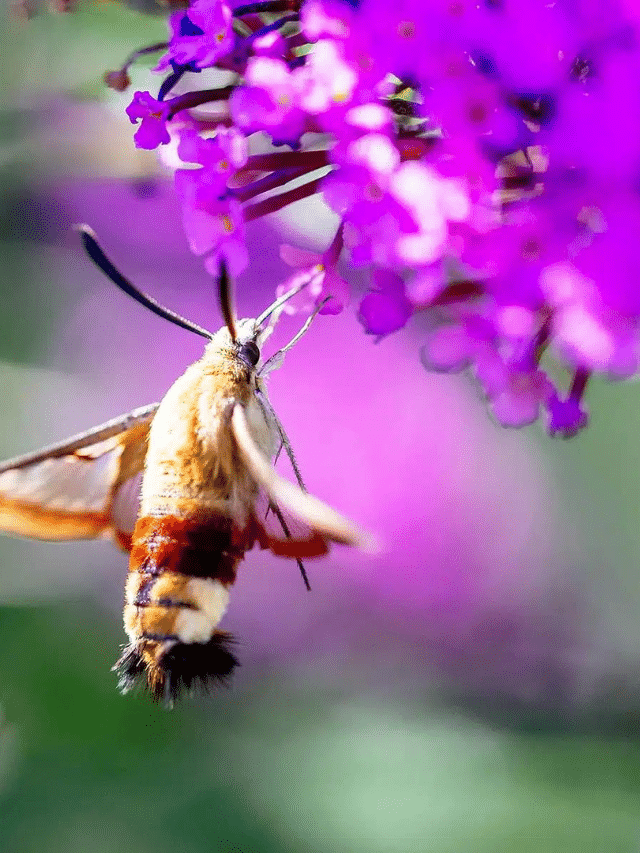 The Surprising Reasons You Want Moths in Your Garden – Garden Betty