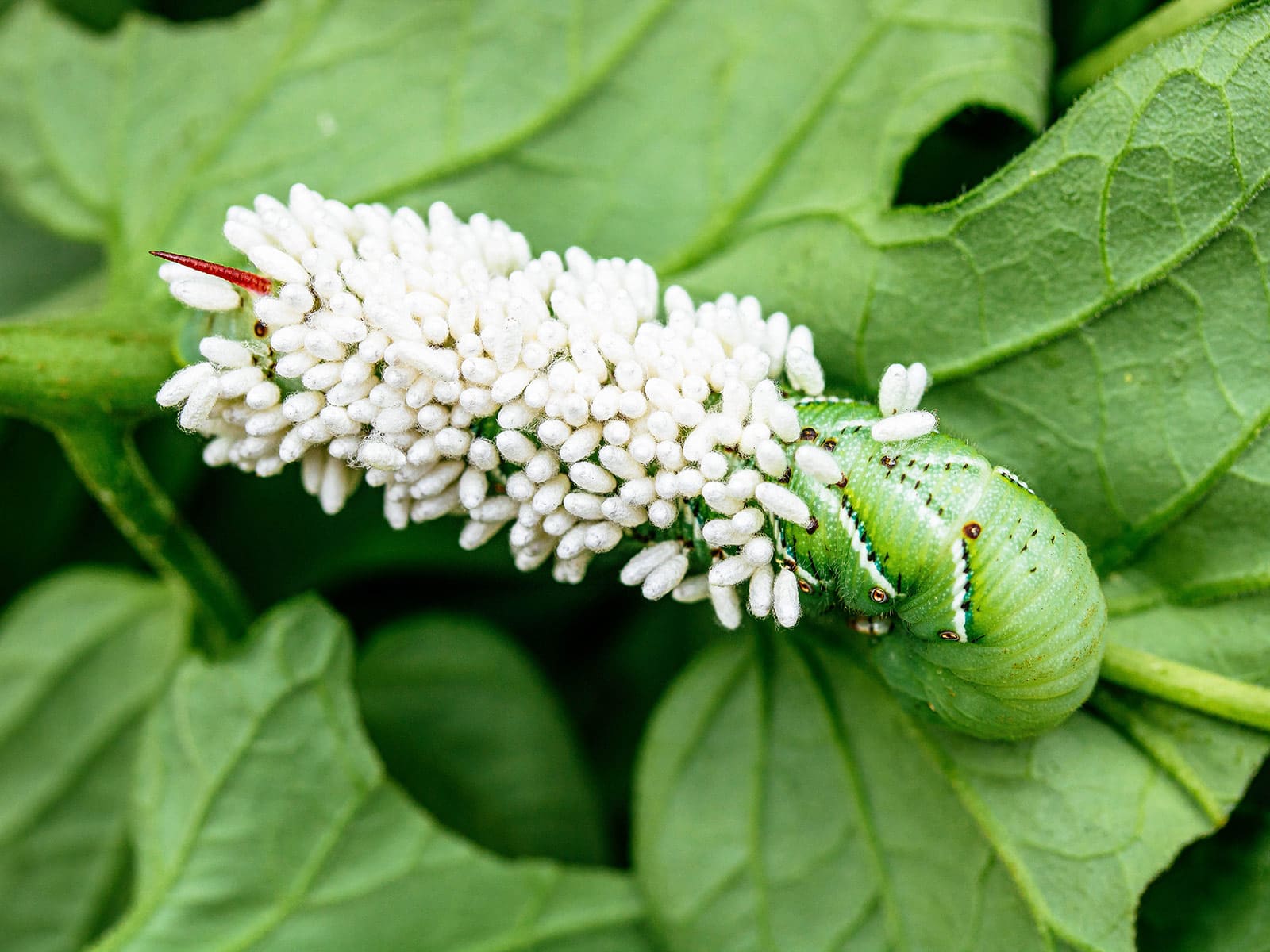 A tomato hornworm on a leaf, infested with a large amount of braconid wasp cocoons