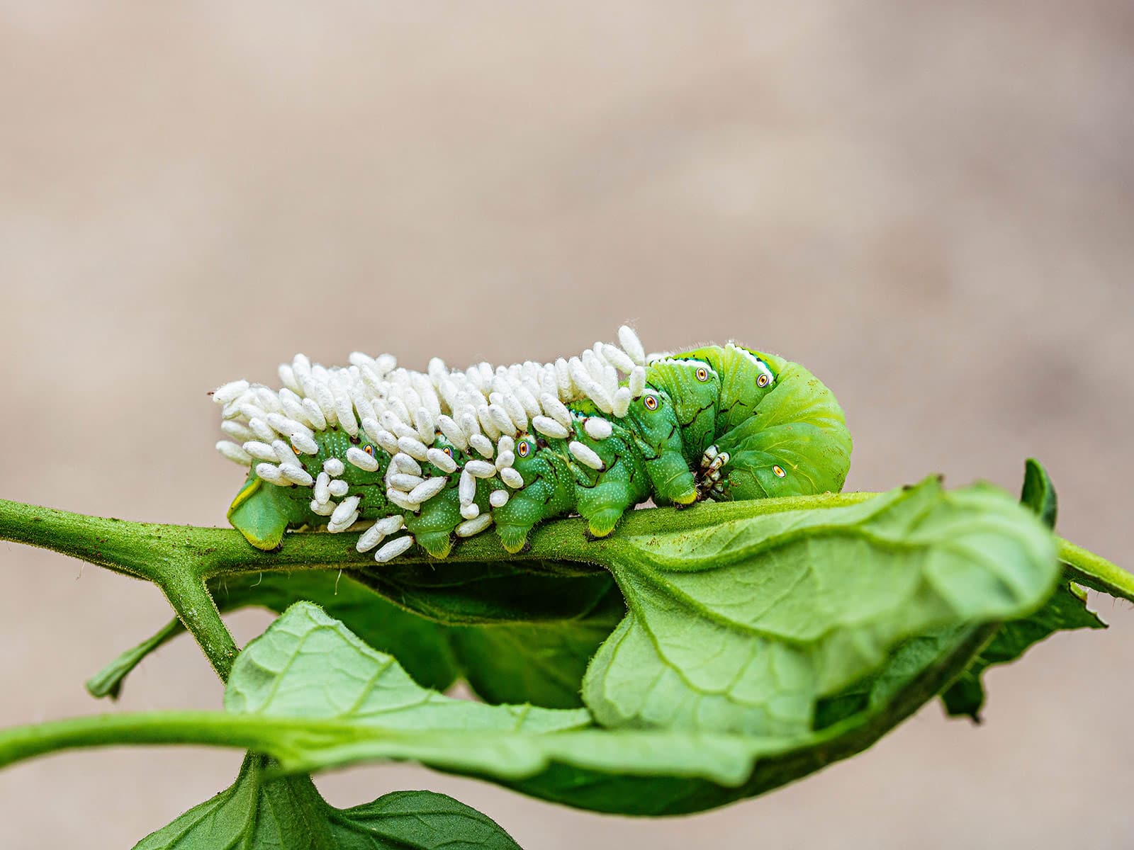 A tomato hornworm clinging to a tomato vine with its back covered in white braconid wasp cocoons