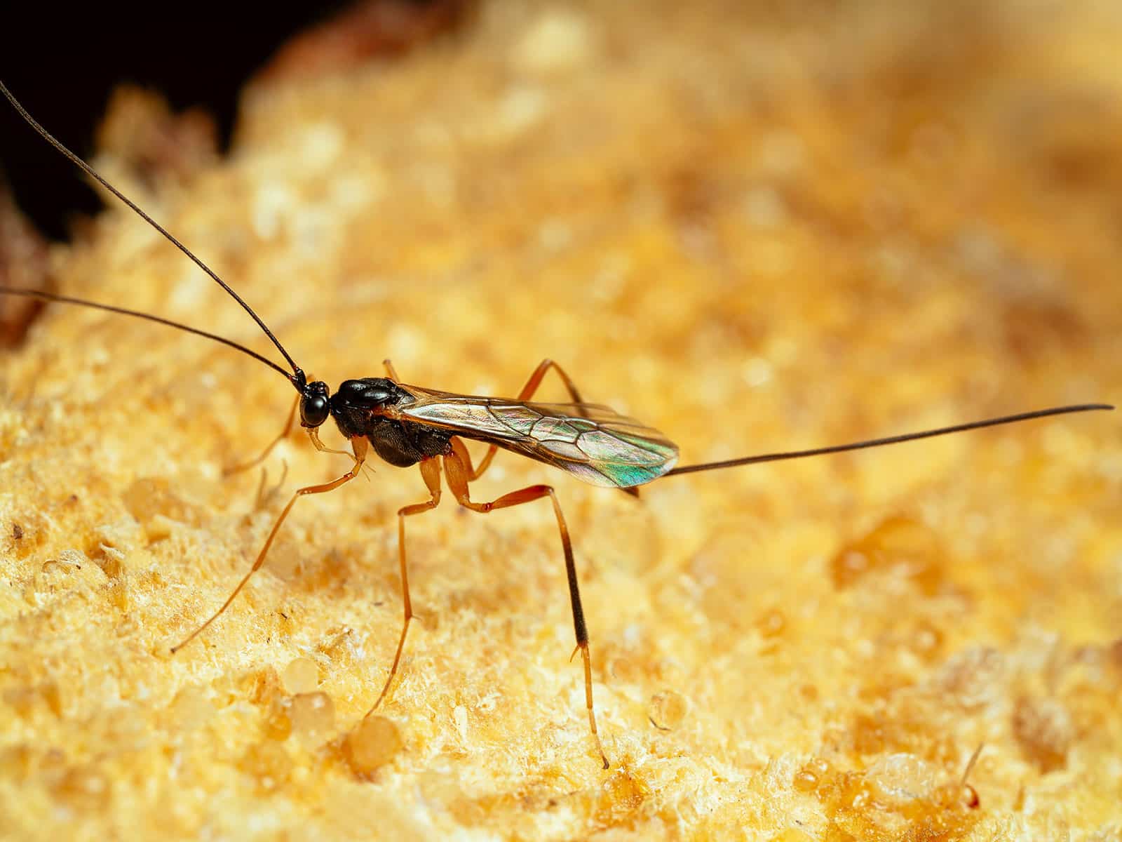 Close-up of a braconid wasp standing on a wood surface, with long antennae and a long black ovipositor